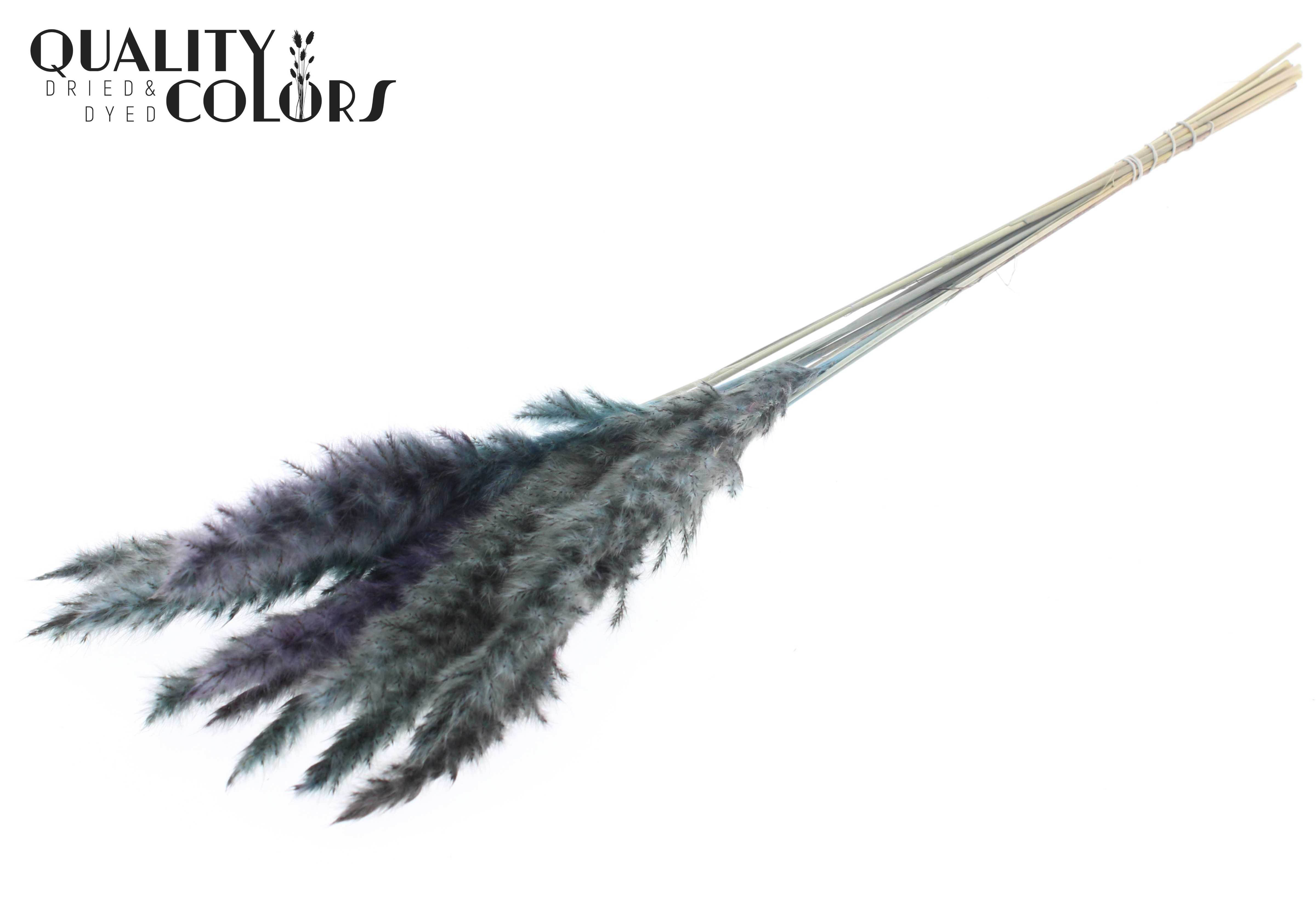 Fluffy Pampas Light Blue Per Bunch 70cm