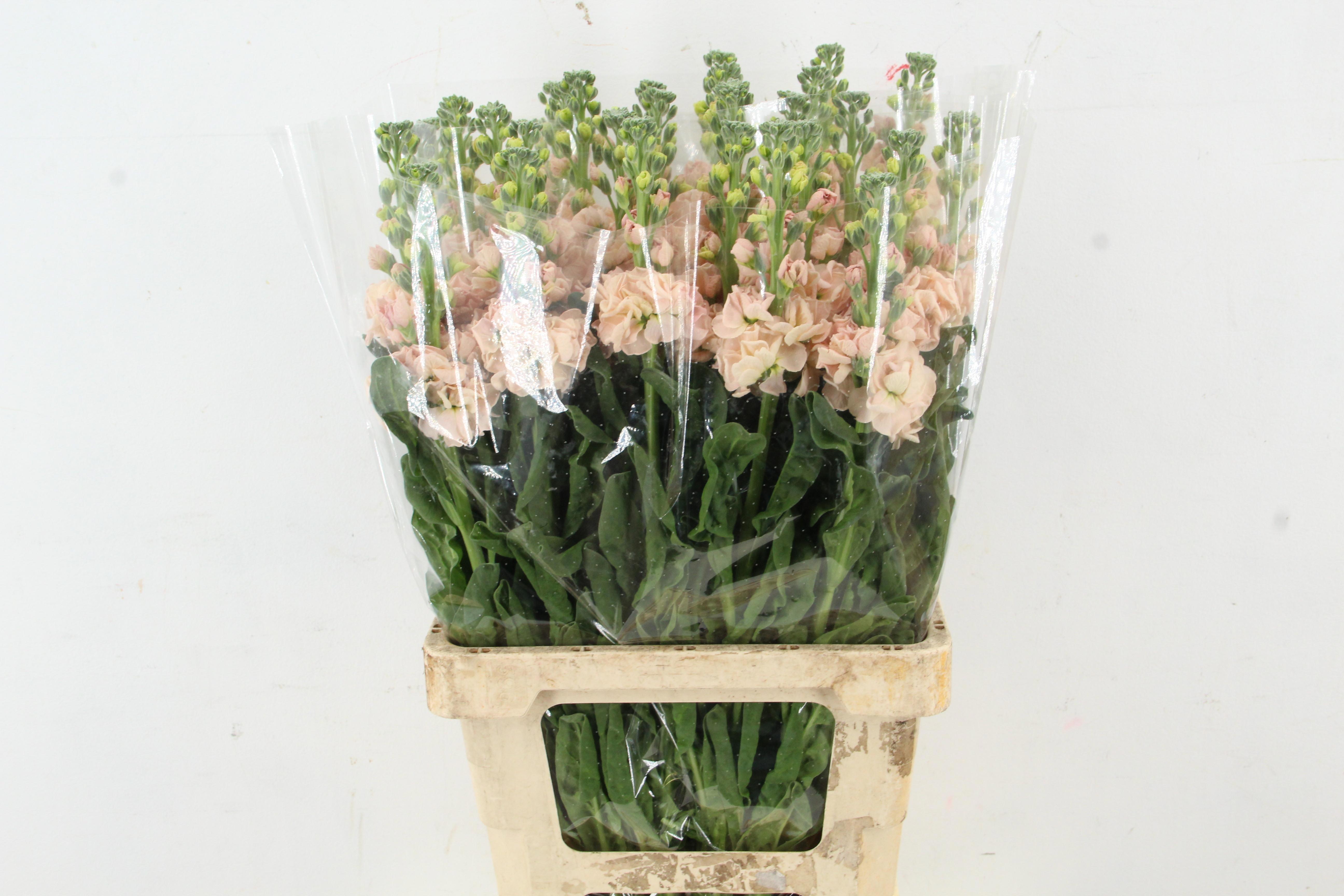 Matthiola Iron Apricot 65cm