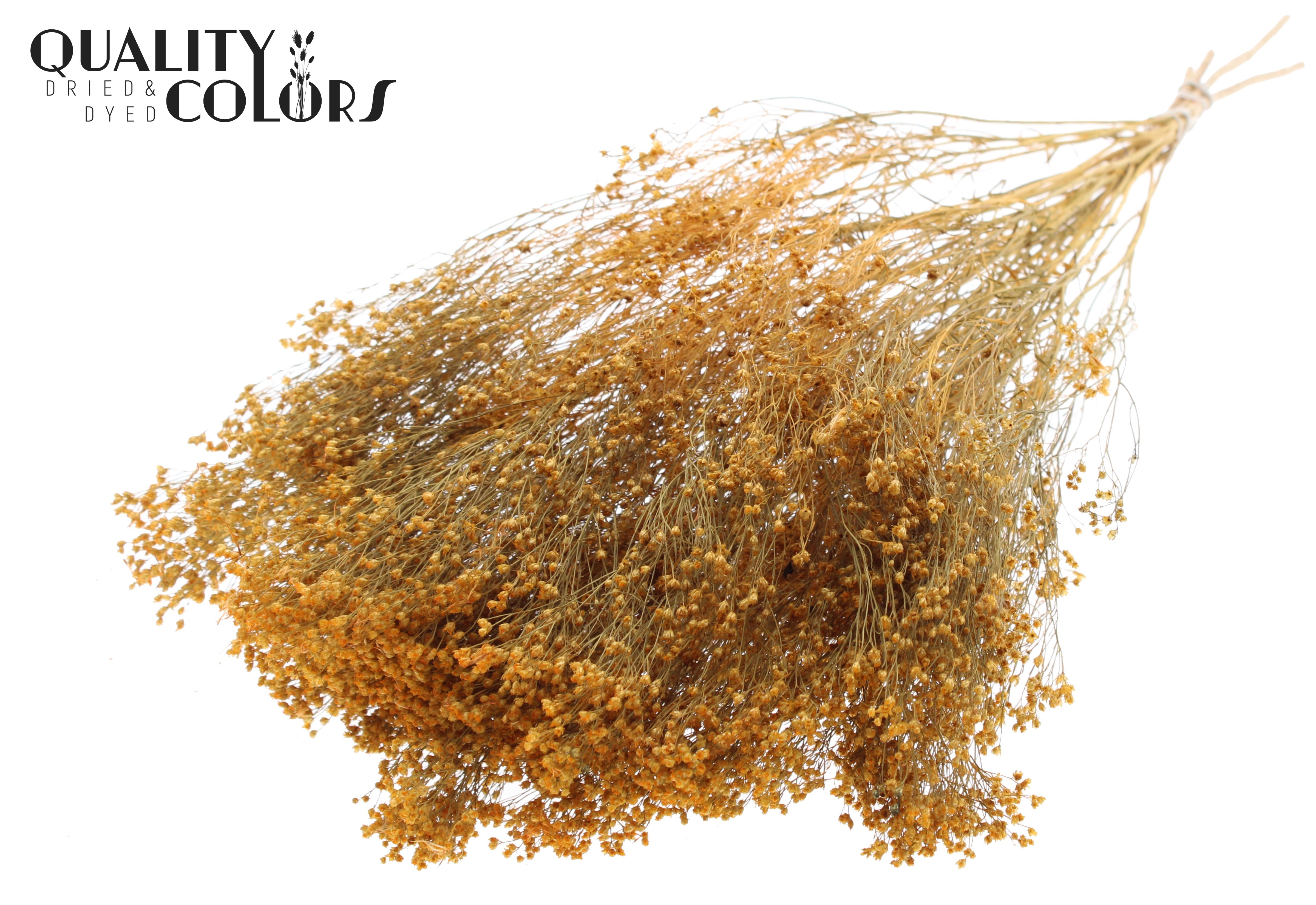 Broom Bloom Apricot Per Bunch 50cm