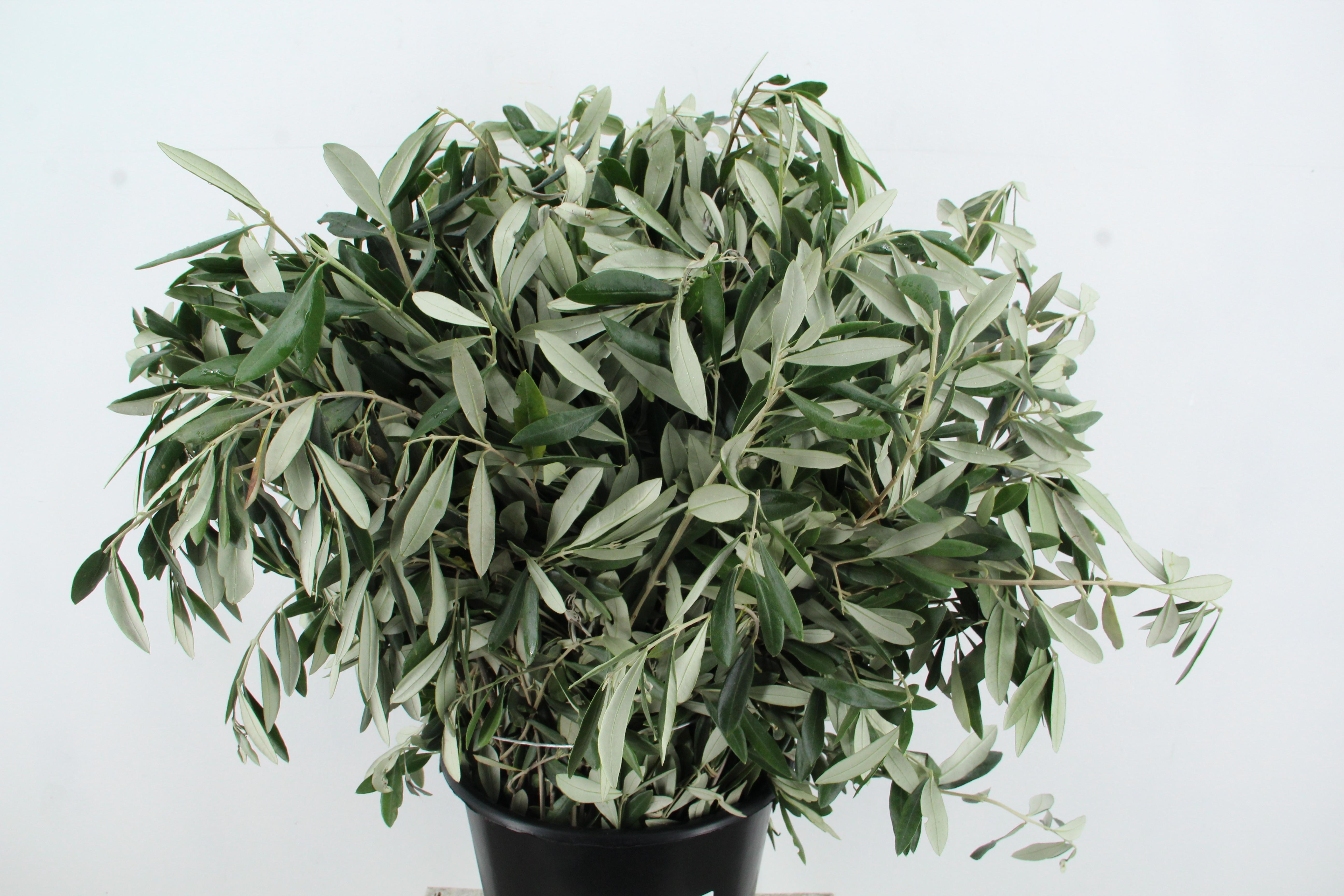 Olea Europaea Per Bunch 65cm 300gr.