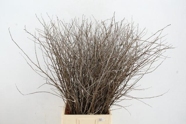 Populus Alba 100cm
