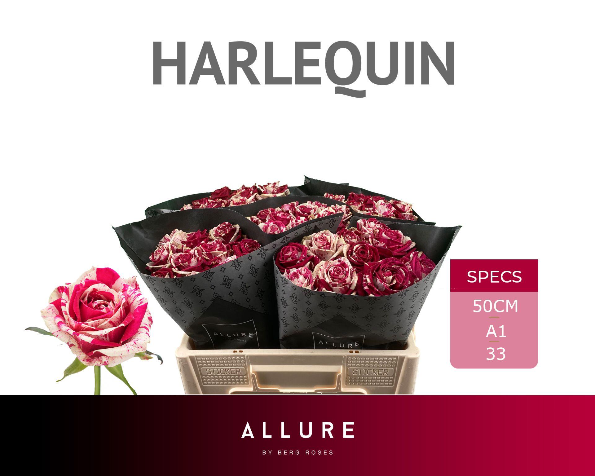 Rosa Harlequin 50cm