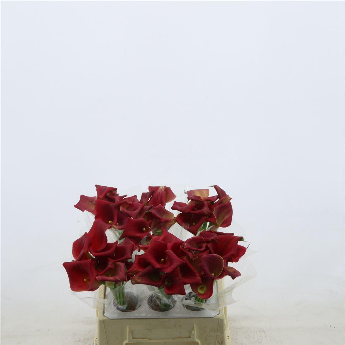 Calla Bermuda