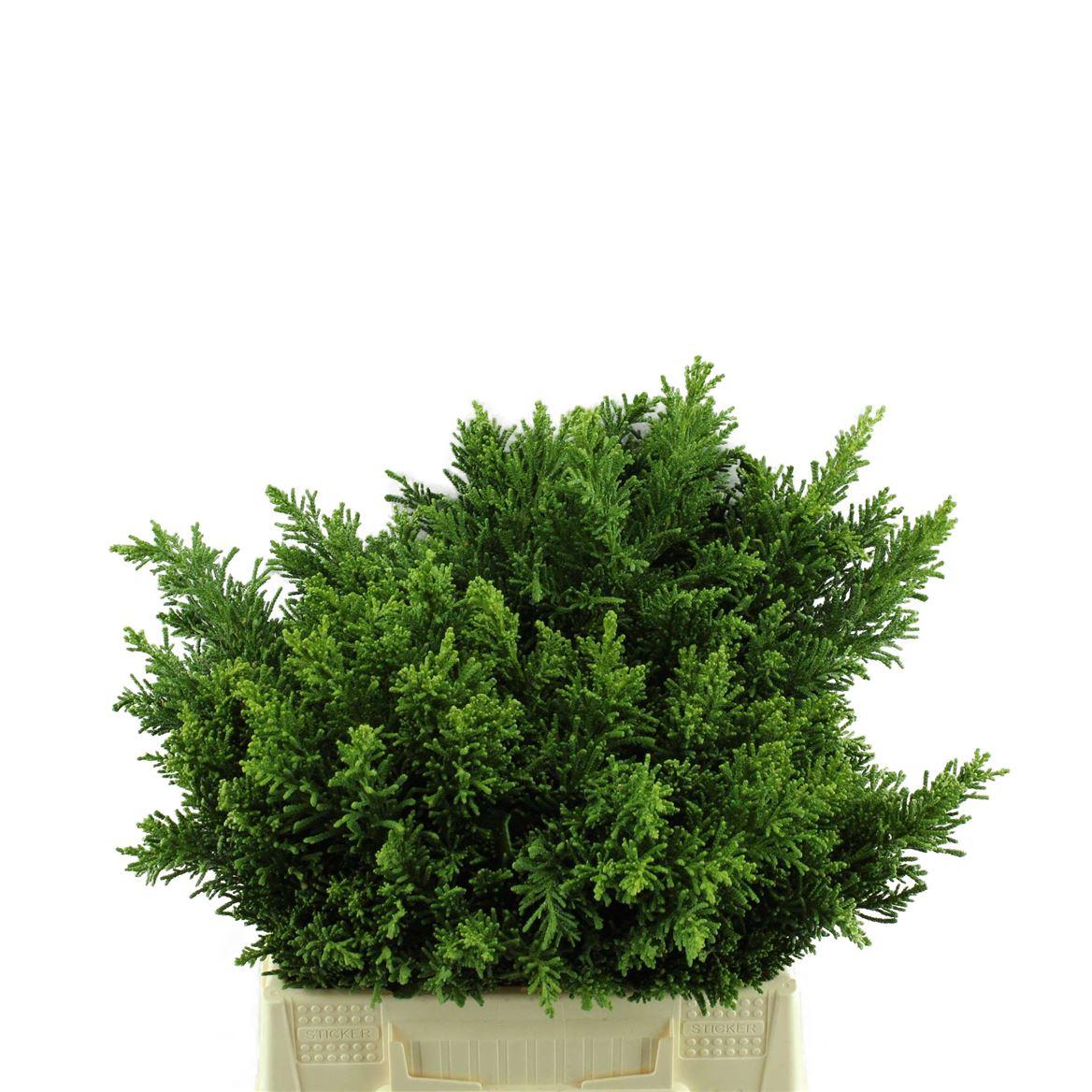 Conif.ch.obt. Crippsii
