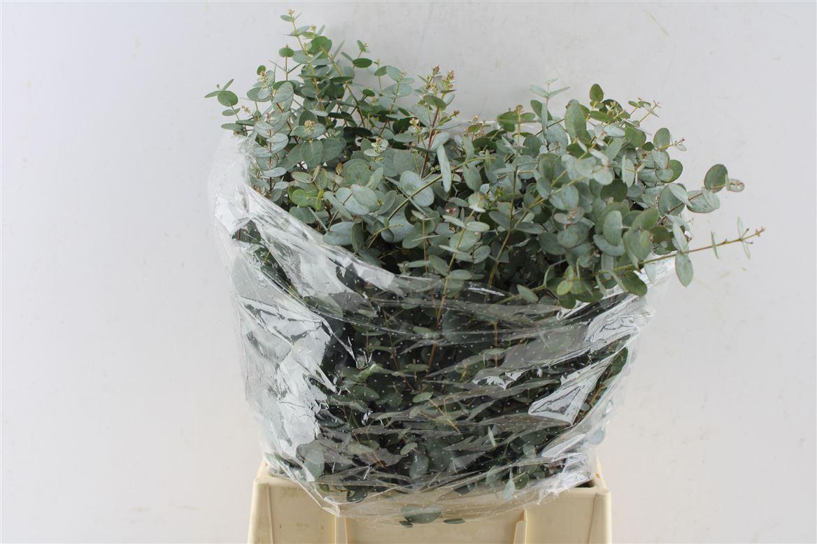 Euca Gunnii Short 150 Gram