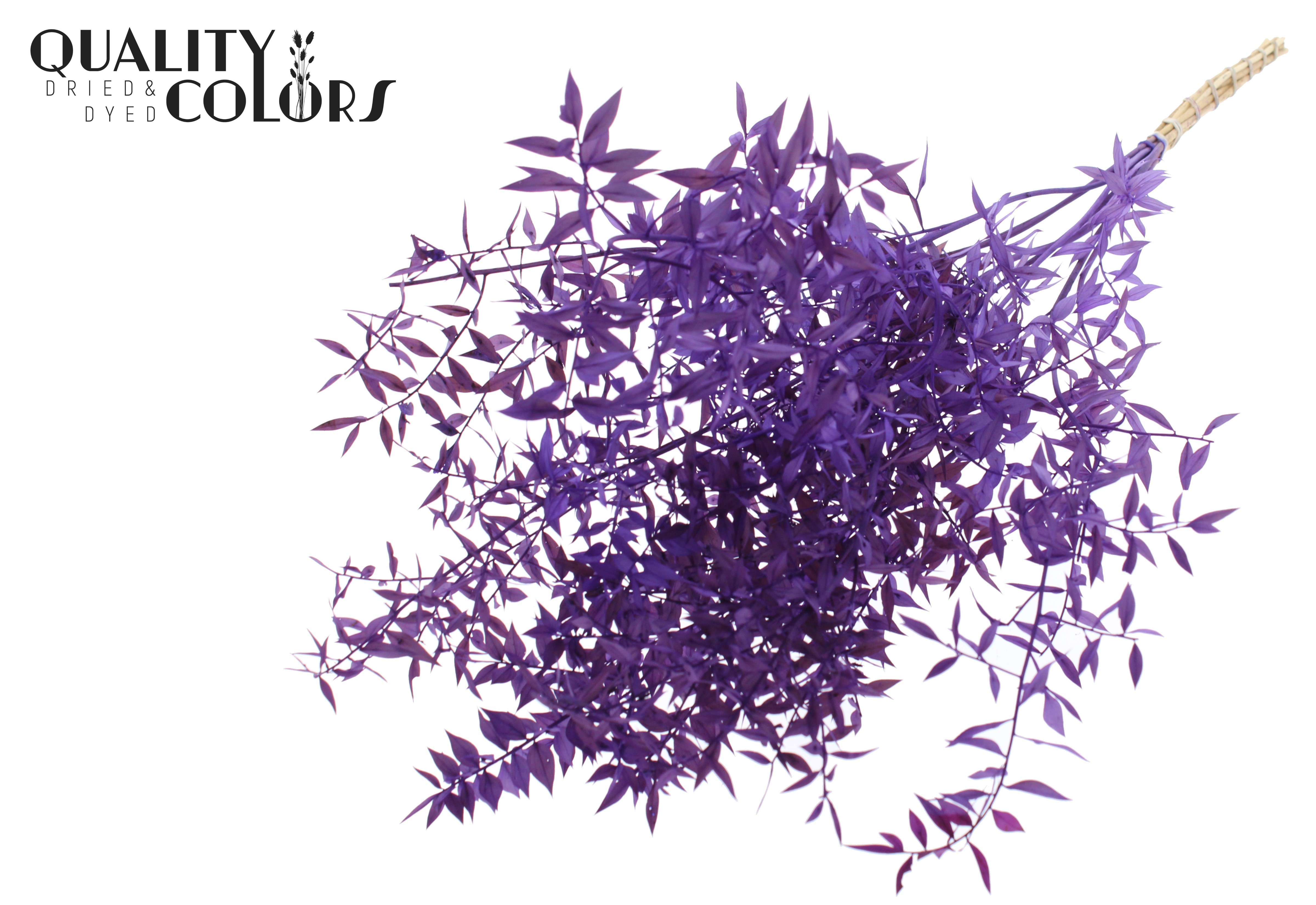 Ruscus Aculeatus Preserved Purple Per Bunch 70cm 1st