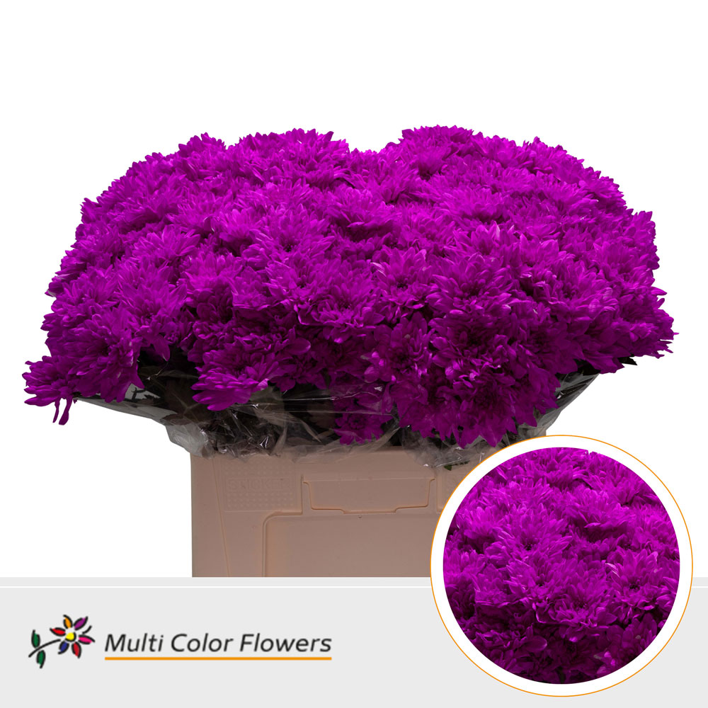 Chrysanth Spray Painted Baltica Hot Pink 60cm