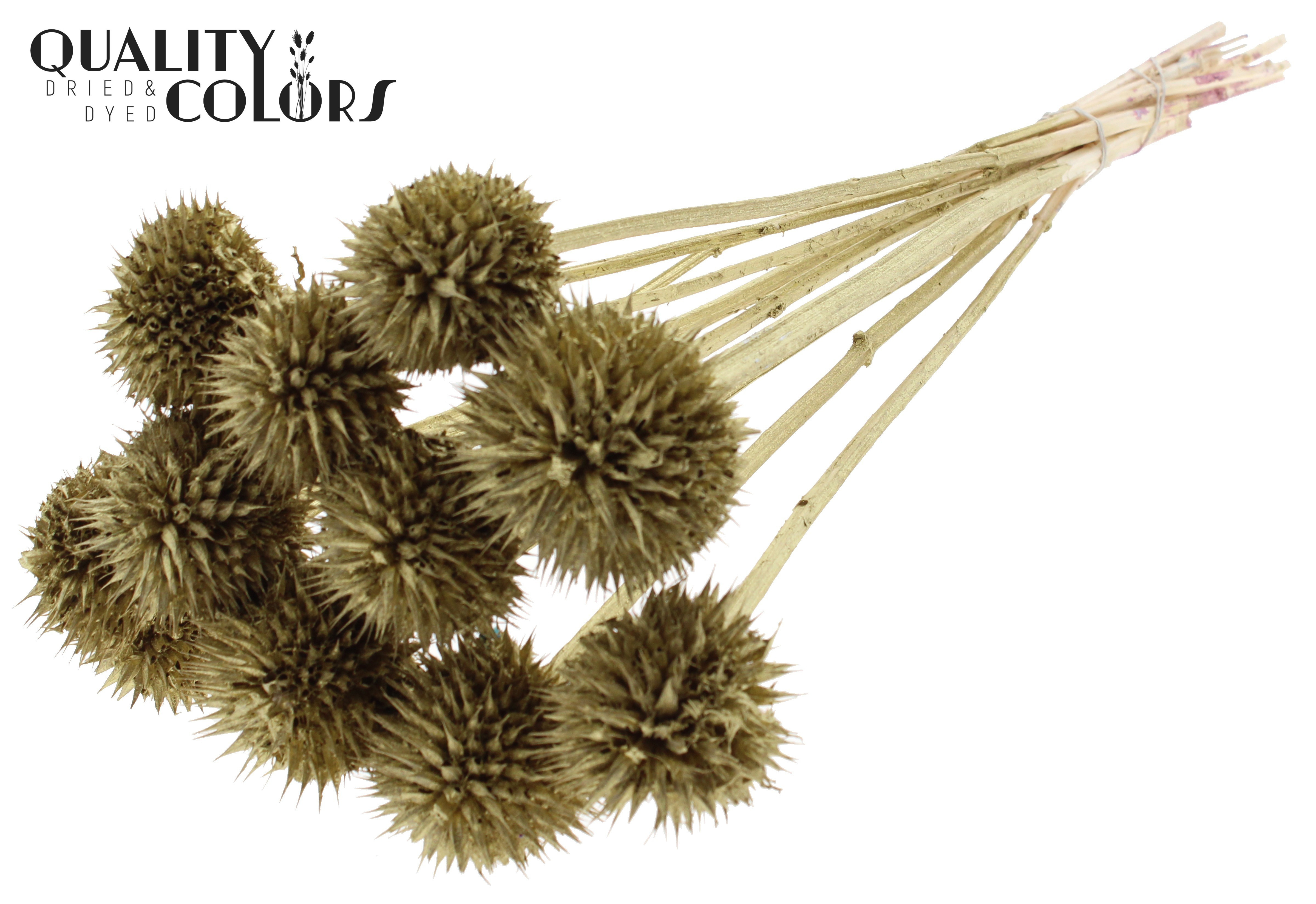 Leonotis Leonurus Gold Per Bunch 50cm