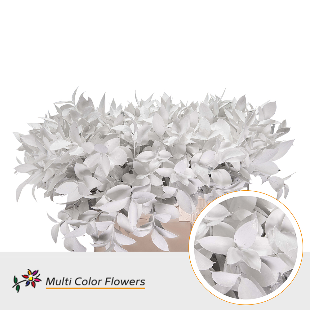 Ruscus Painted Hypophyllum White 60cm