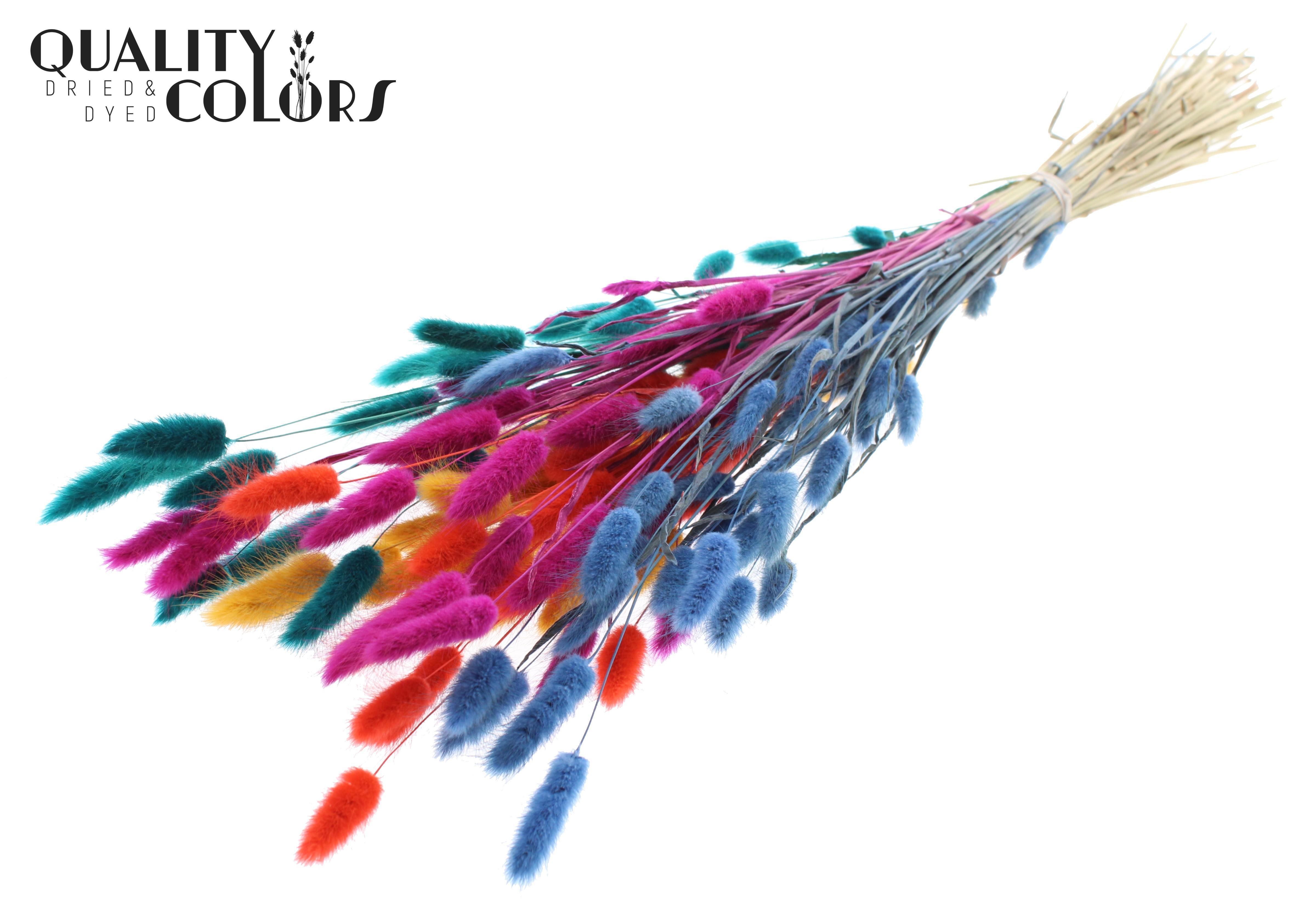 Lagurus Calypso Autumn Per Bunch 70cm