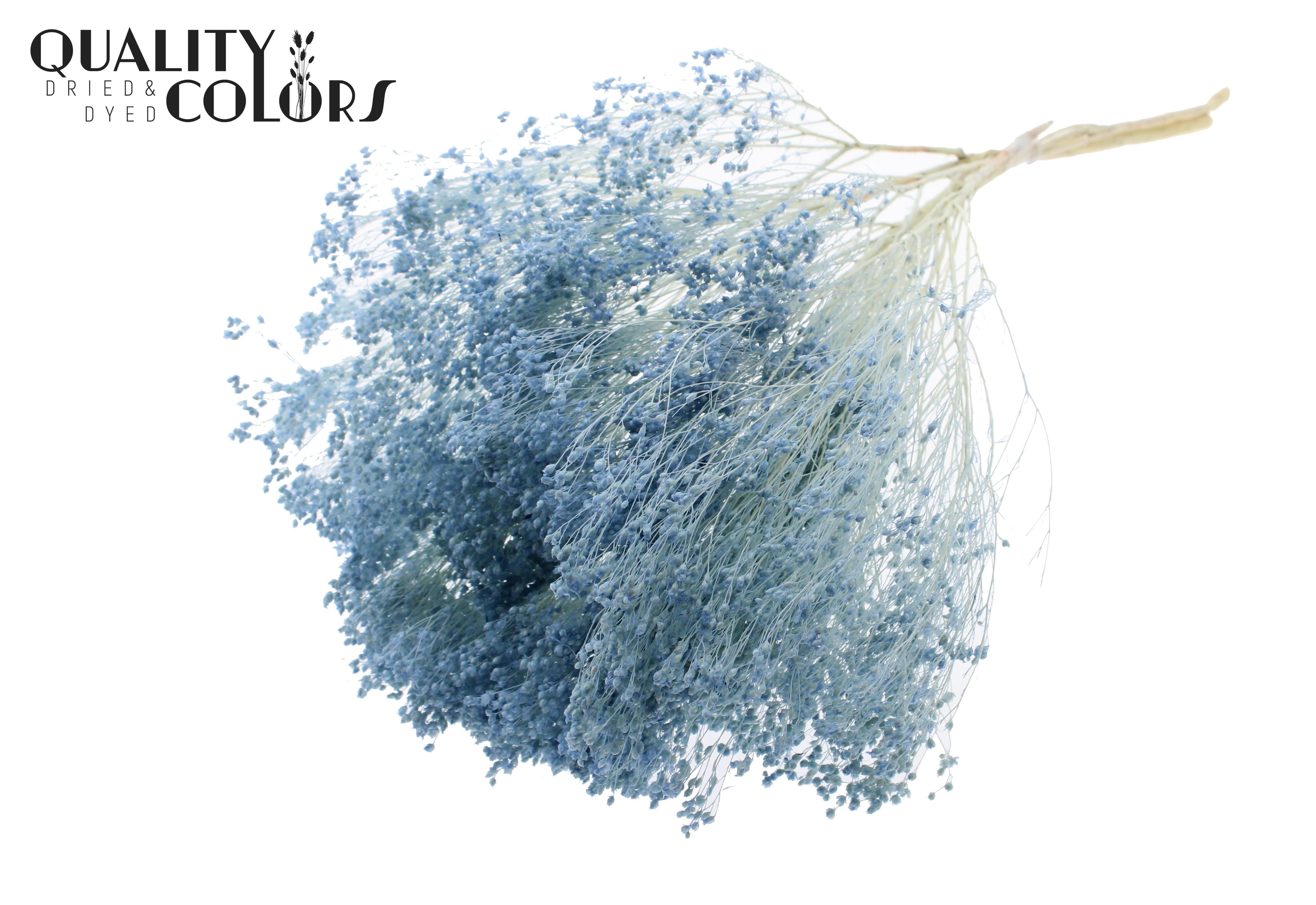 Broom Bloom Light Blue Per Bunch 50cm
