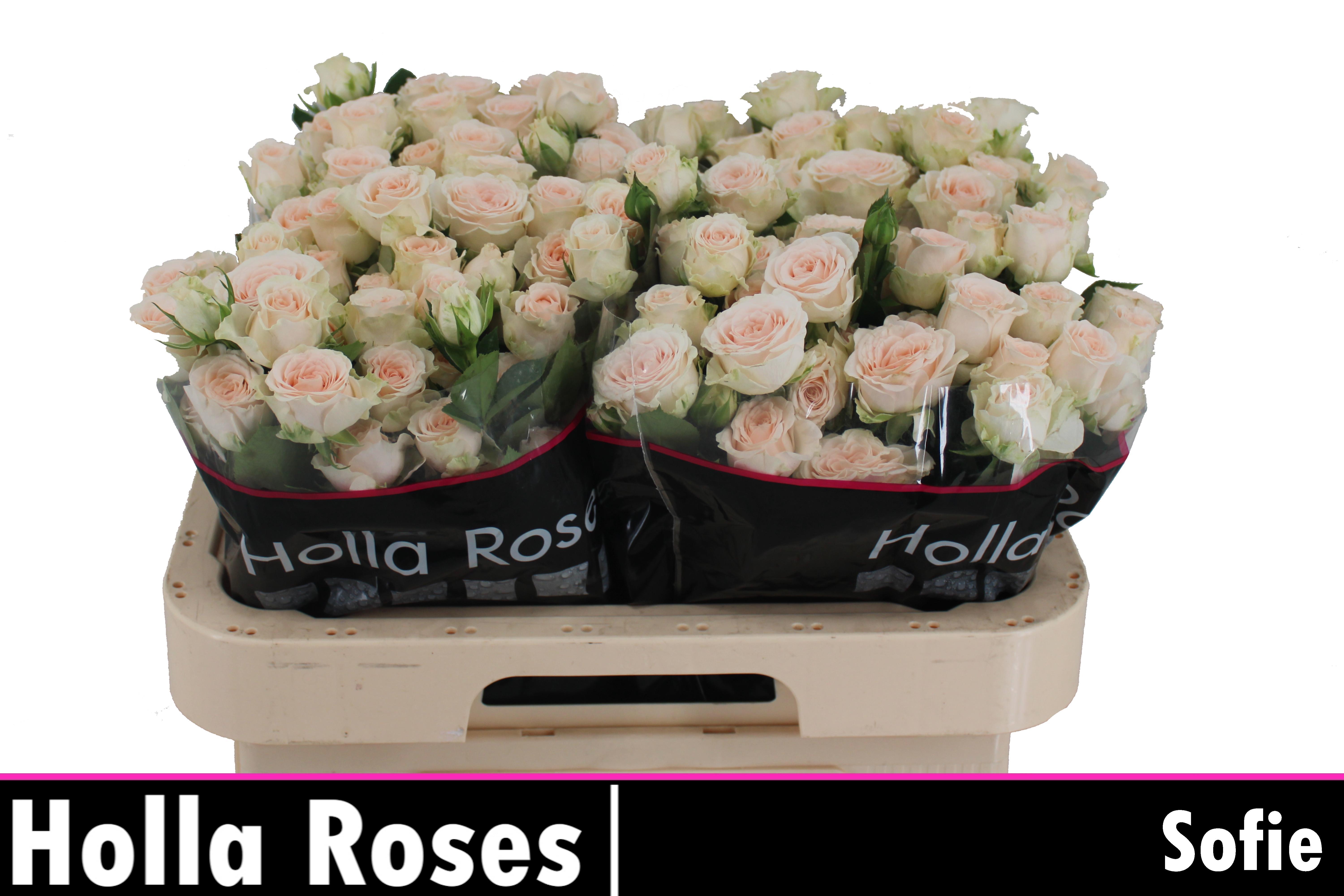 Rosa Spr Sofie 60cm