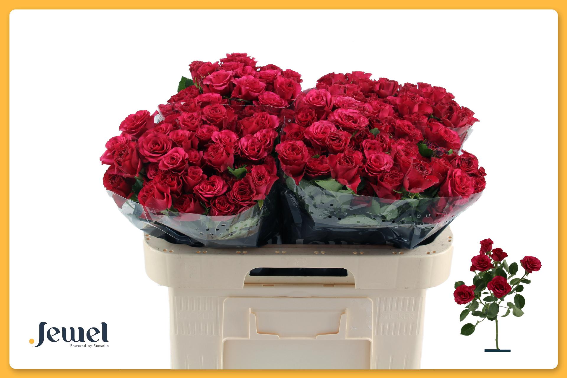 Rosa Spr Roseberry 60cm