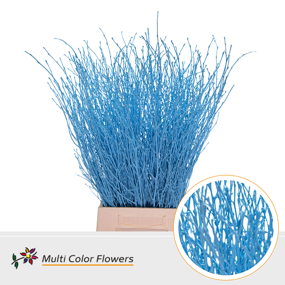 Betula Painted Light Blue 70cm