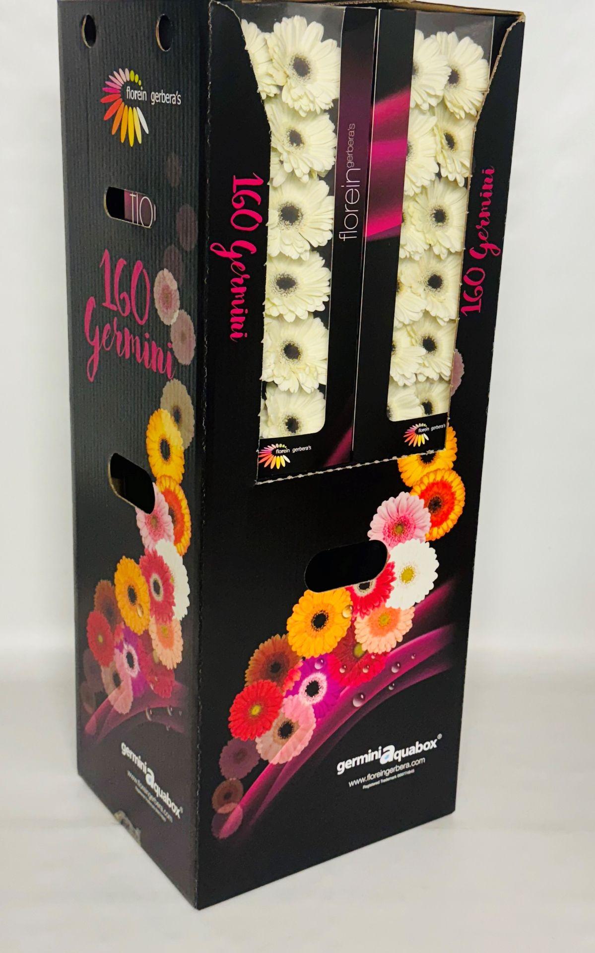 Ge Mi Olaf Aquabox *160