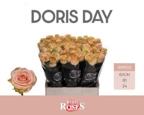 Rosa Doris Day 60cm