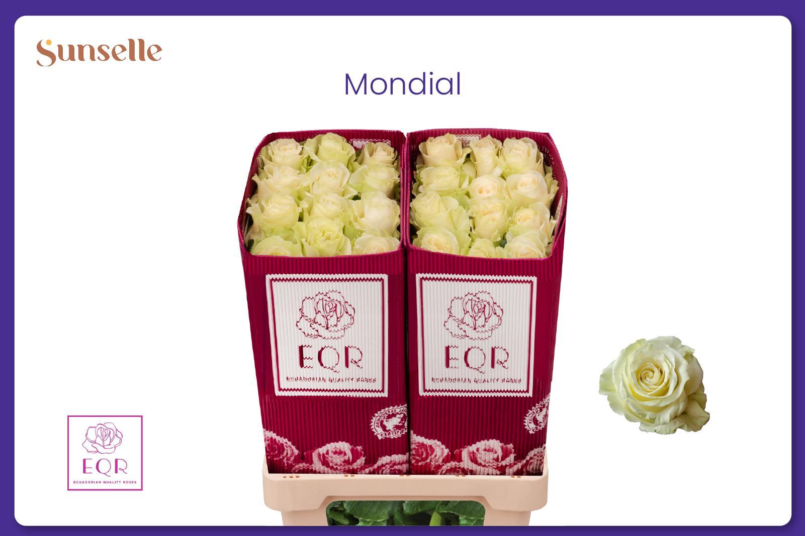 Rosa Mondial 70cm