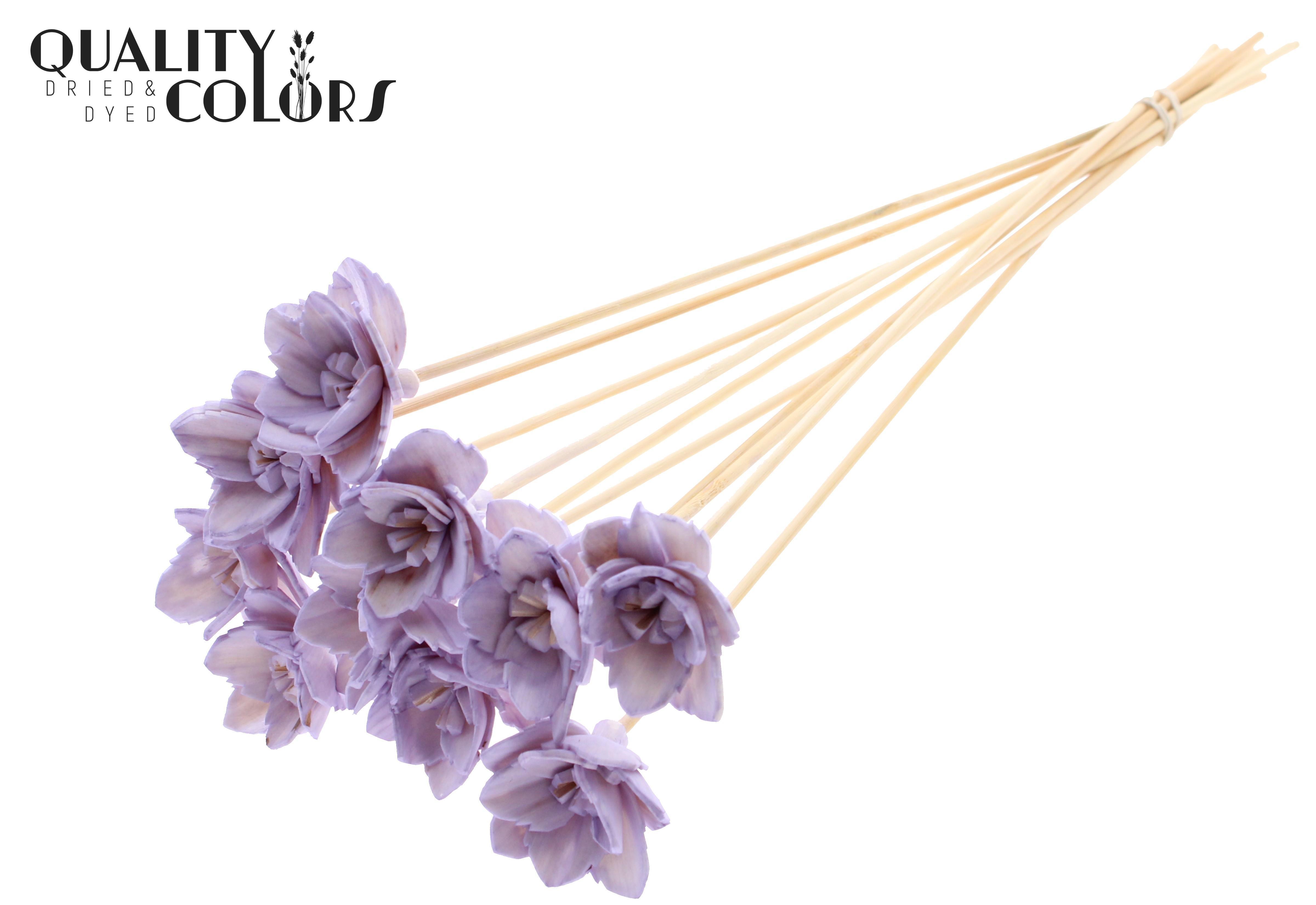 Shola Queen Milka 50cm