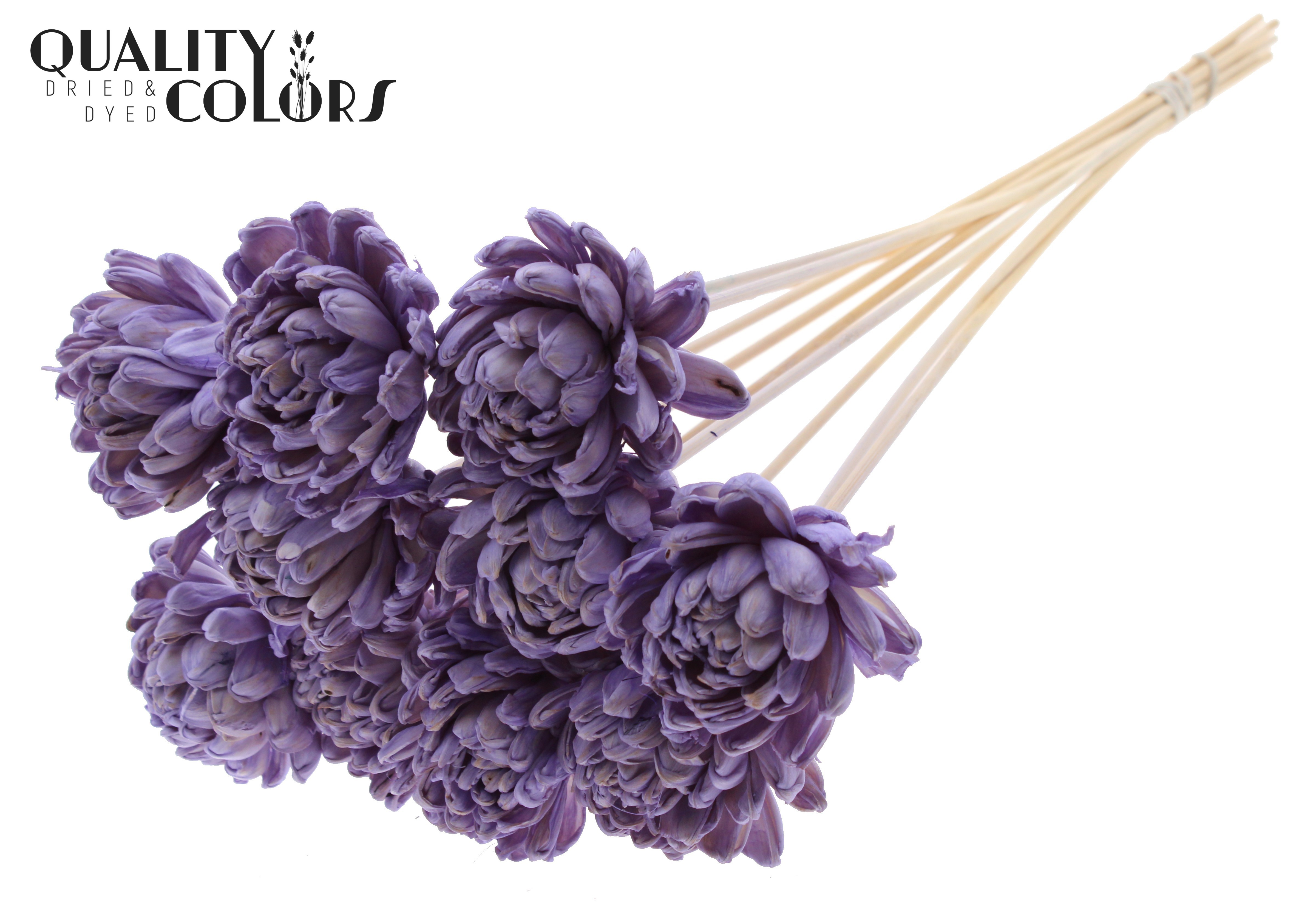 Shola Beauty Rose Milka 50cm