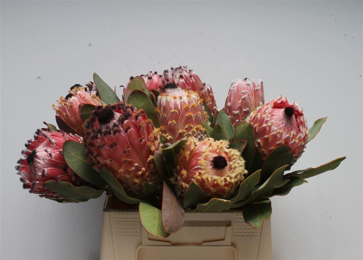 Protea Barbigera
