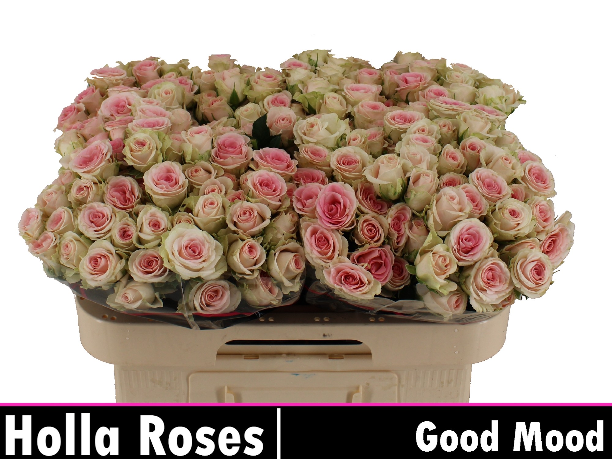 Rosa Spr Good Mood 60cm