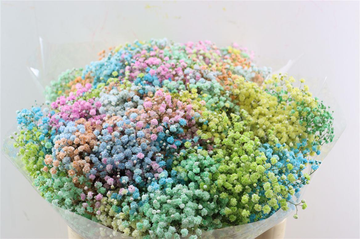Gyps Pa. Rainbow Pastel