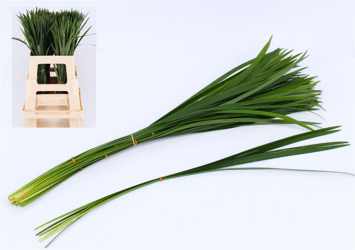 Liriope Muscari Green Per Bunch