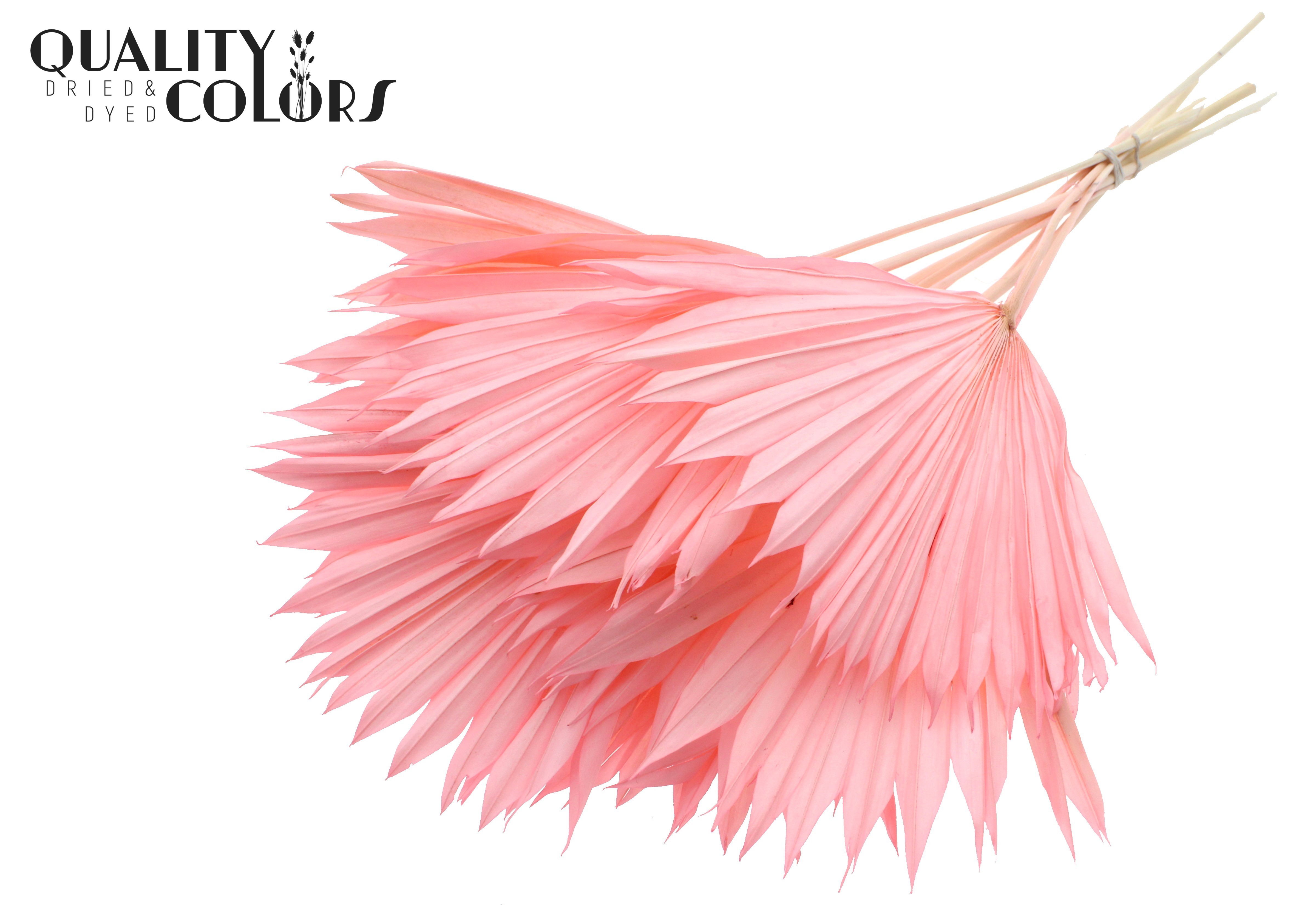 Palm Sun Intense Light Pink 50cm