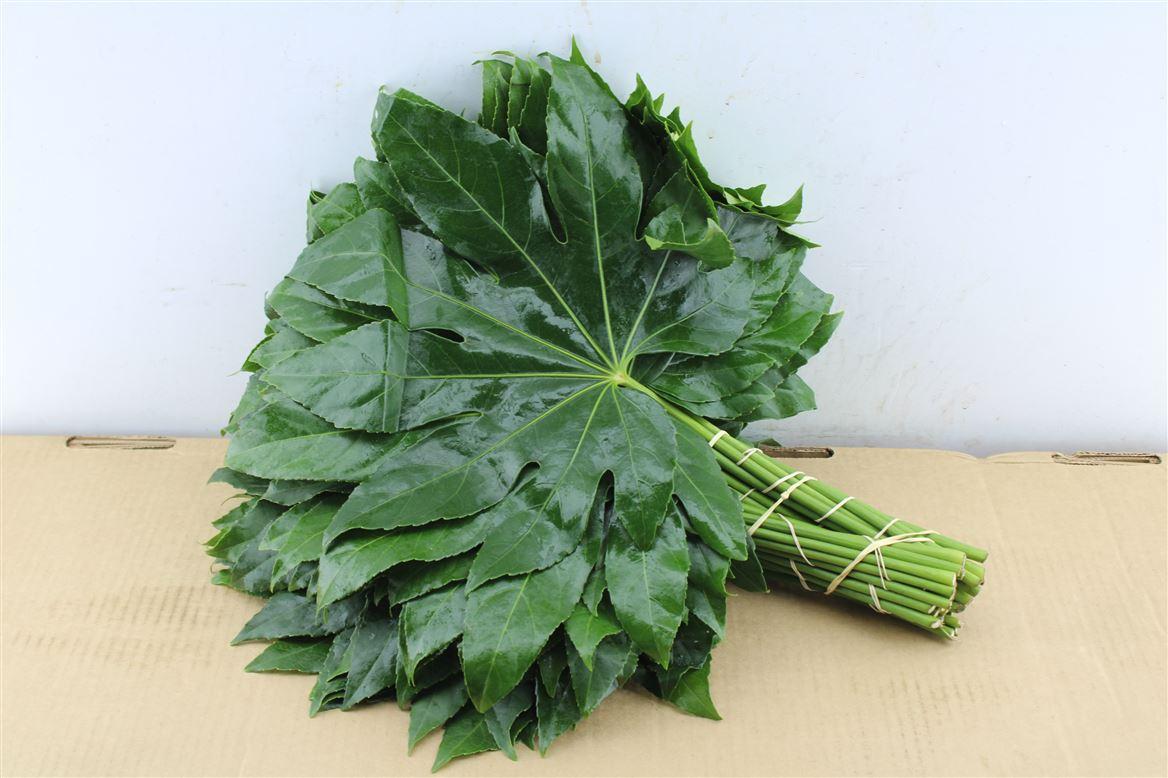 Aralia 50 Cm South Africa