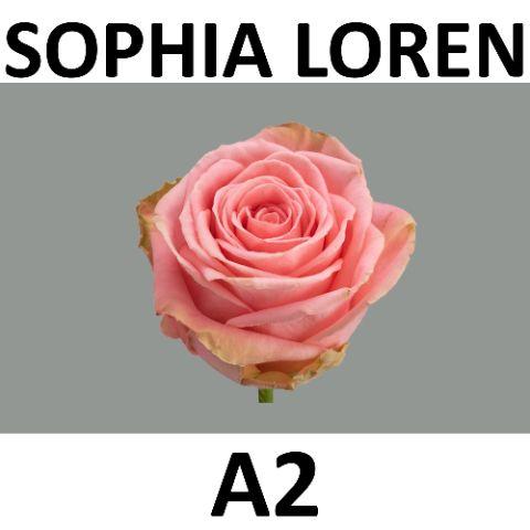 Rosa Sophia Loren 40cm