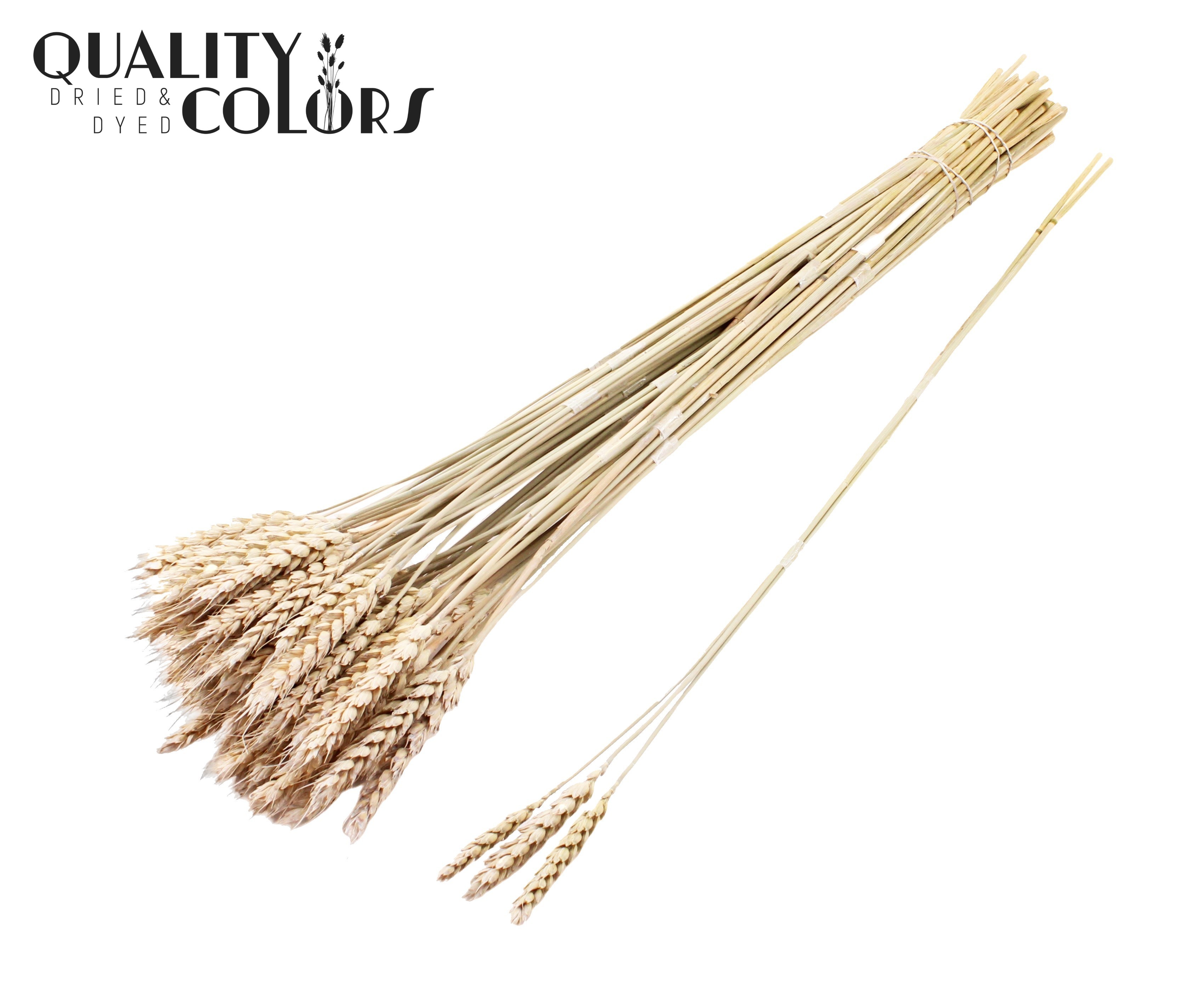 Triticum Tuft Frosted White 55cm