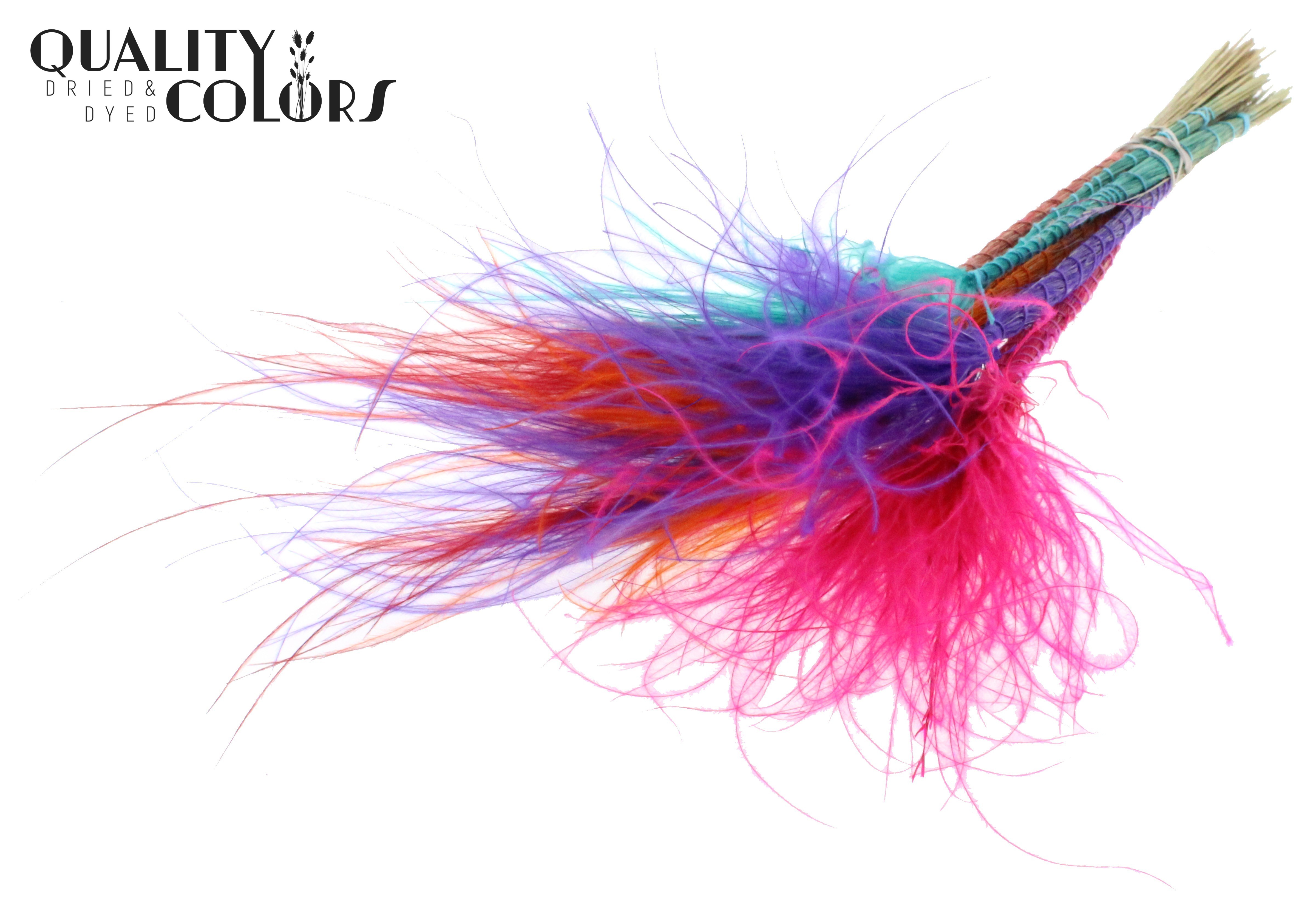Stypha Colourful 4 Per Bunch 60cm