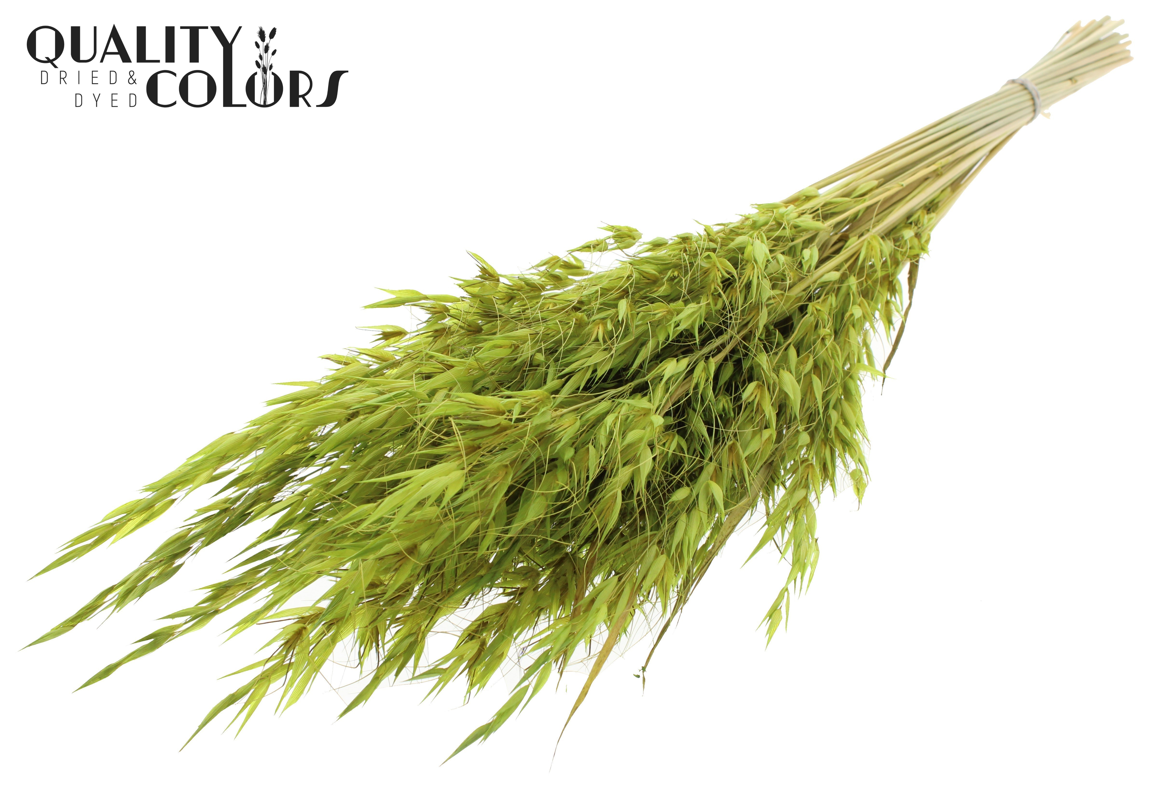 Avena Light Green Per Bunch 70cm