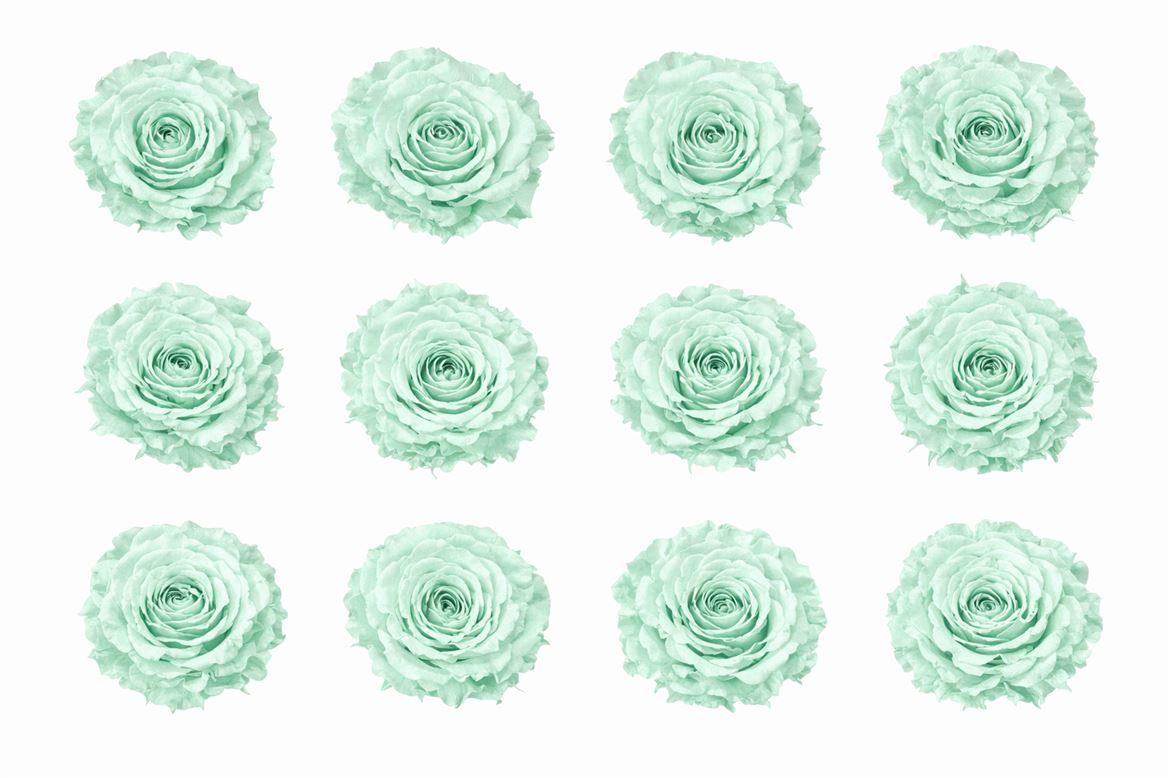 Ro Pres Rom Mini Mint