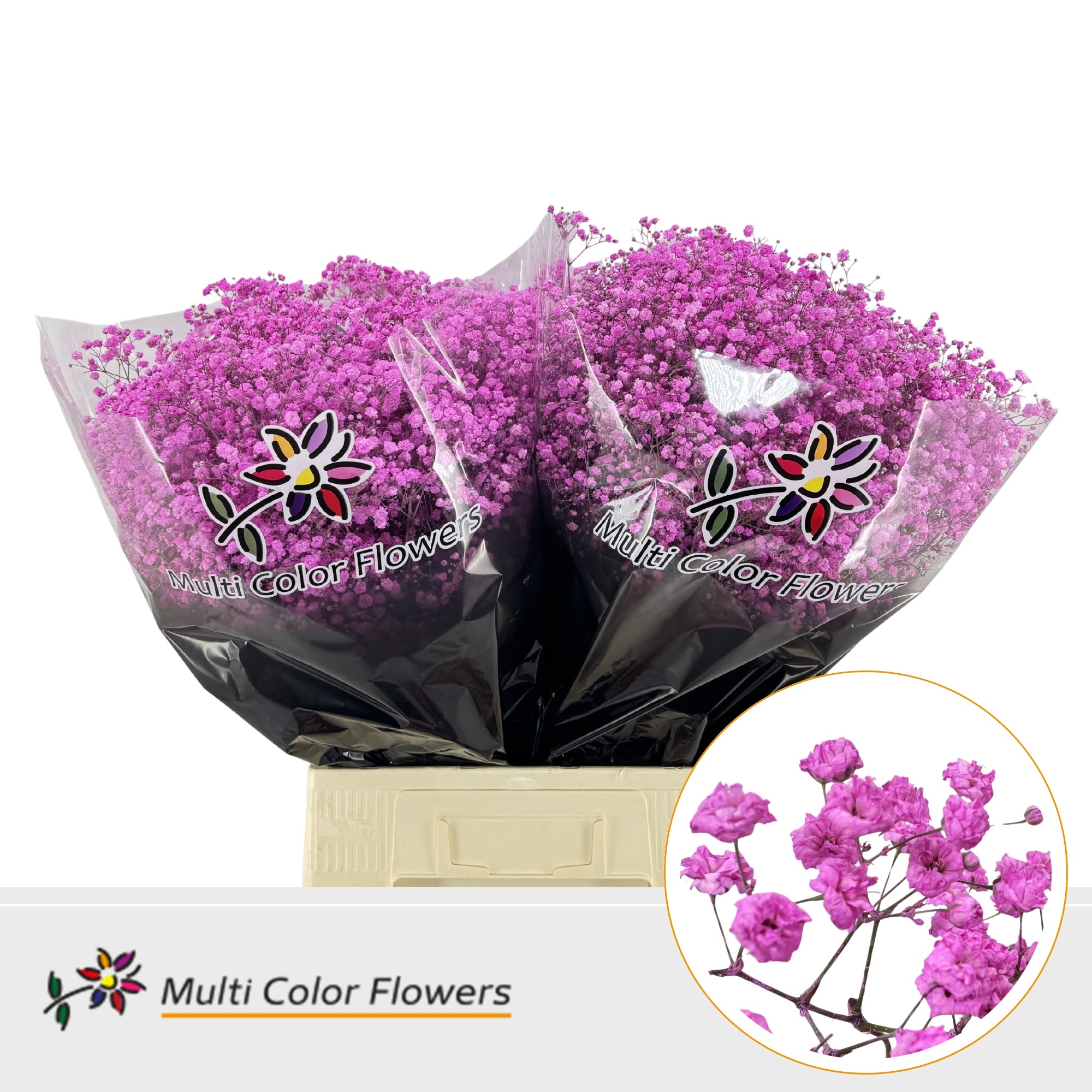 Gypsophila Painted Xlence Rose Lady 70cm