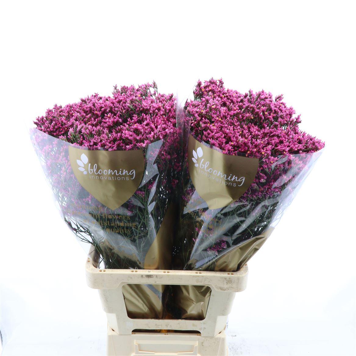 Limonium Sinense Tiffany Diamond