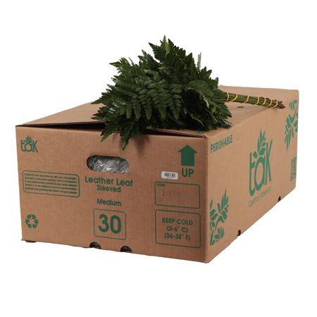 Leatherleaf Italy Per Bunch