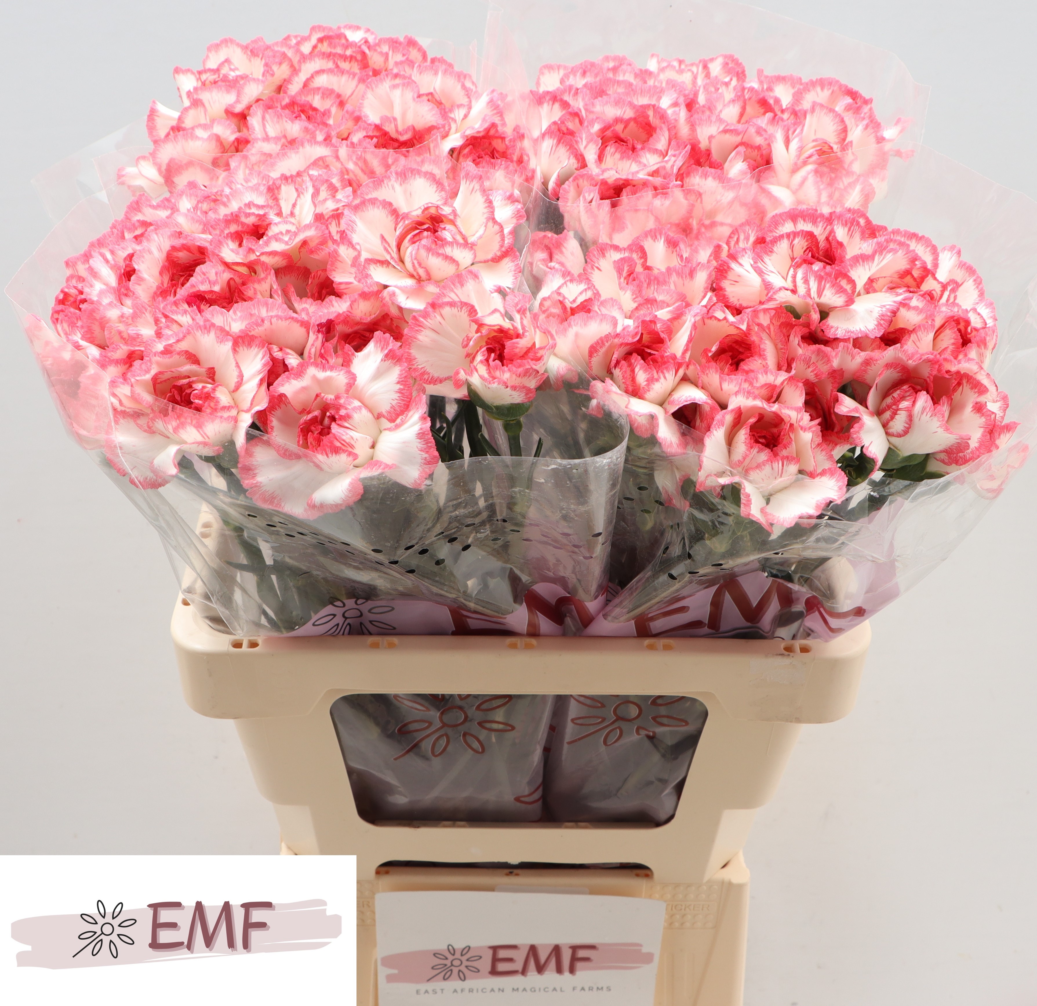 Dianthus Single Bacarat Pink 60cm