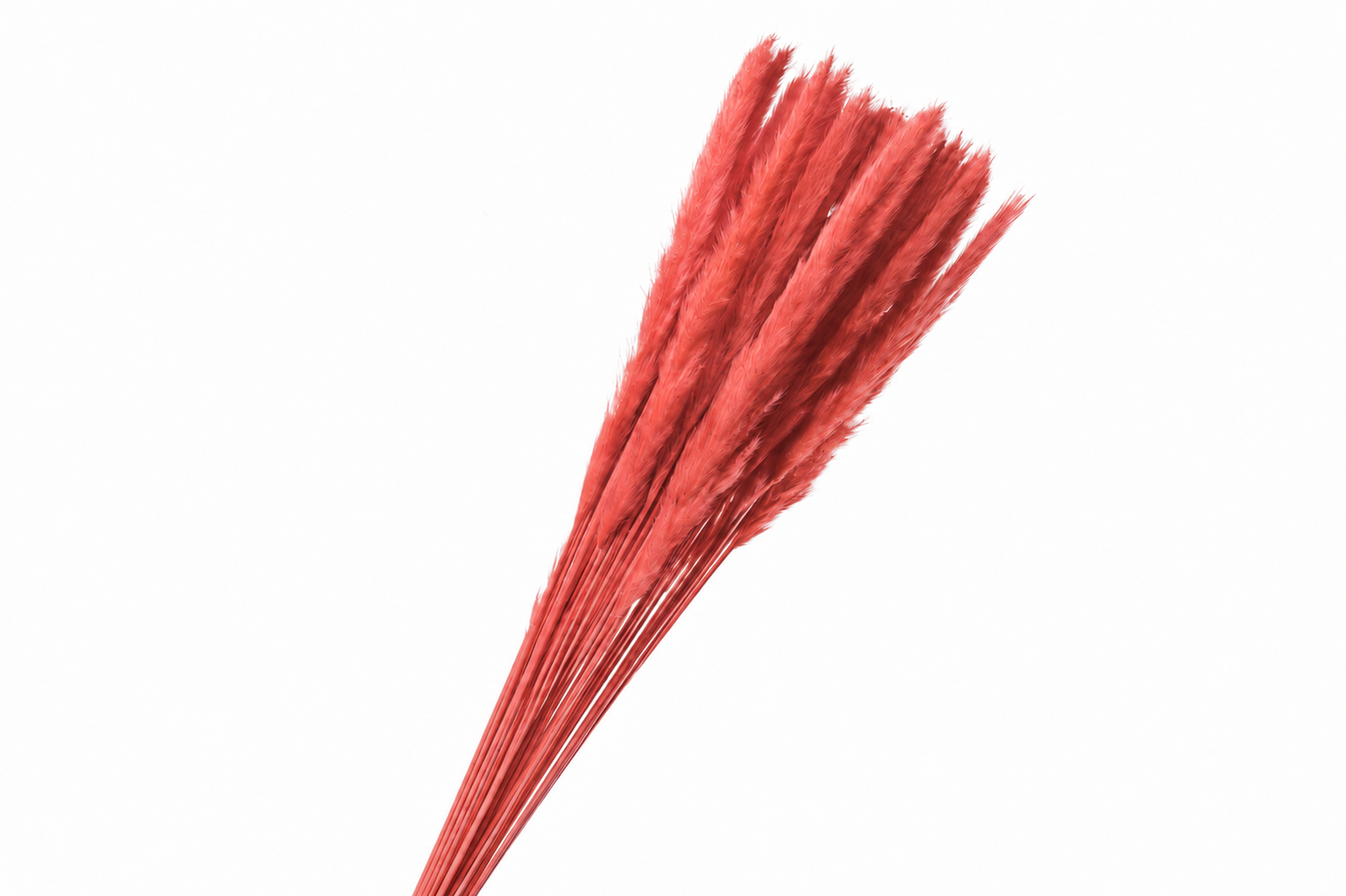 Dried Bleached Cortaderia Fluffy Red