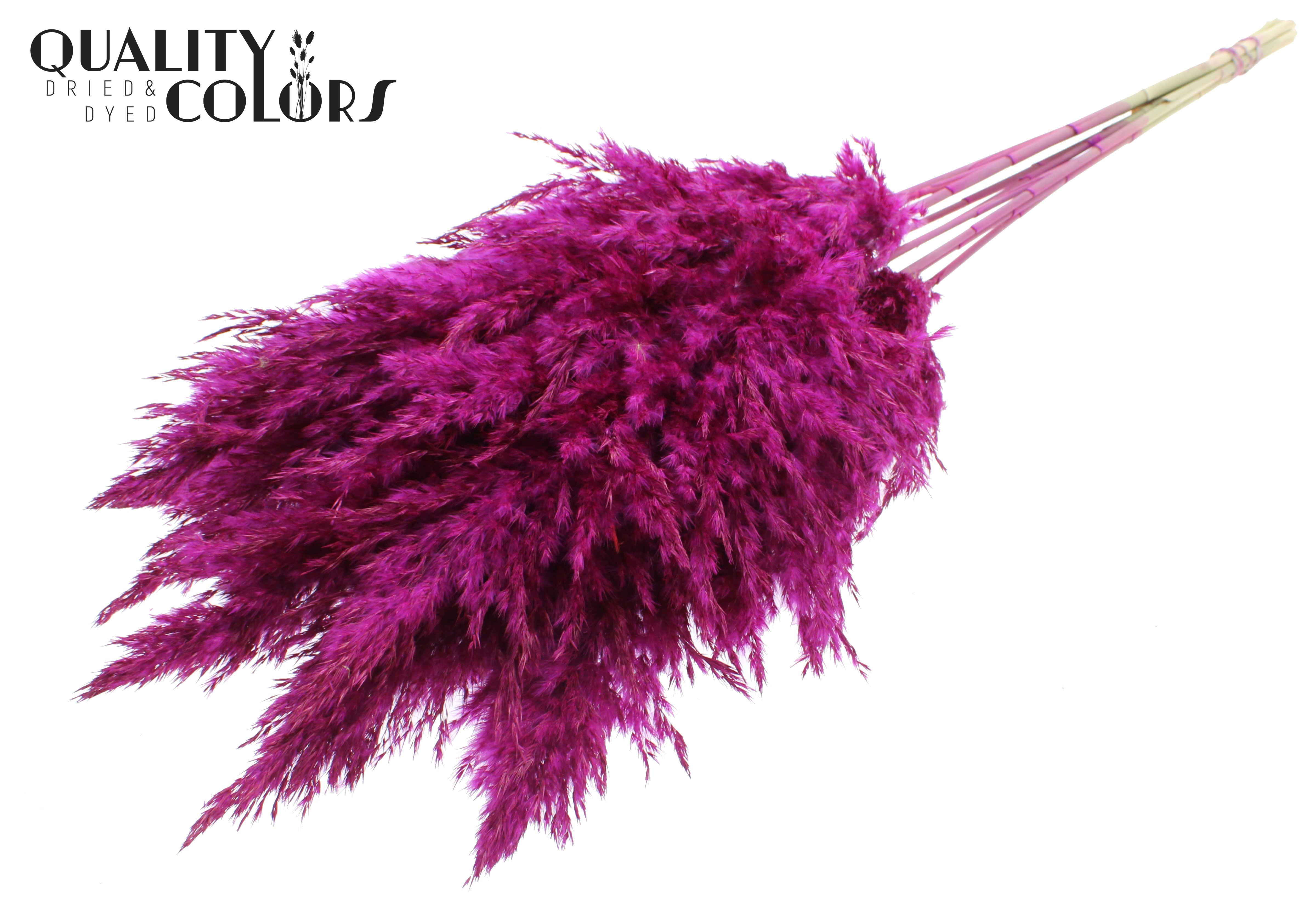 Pampas Grass Lilac Per Bunch 70cm