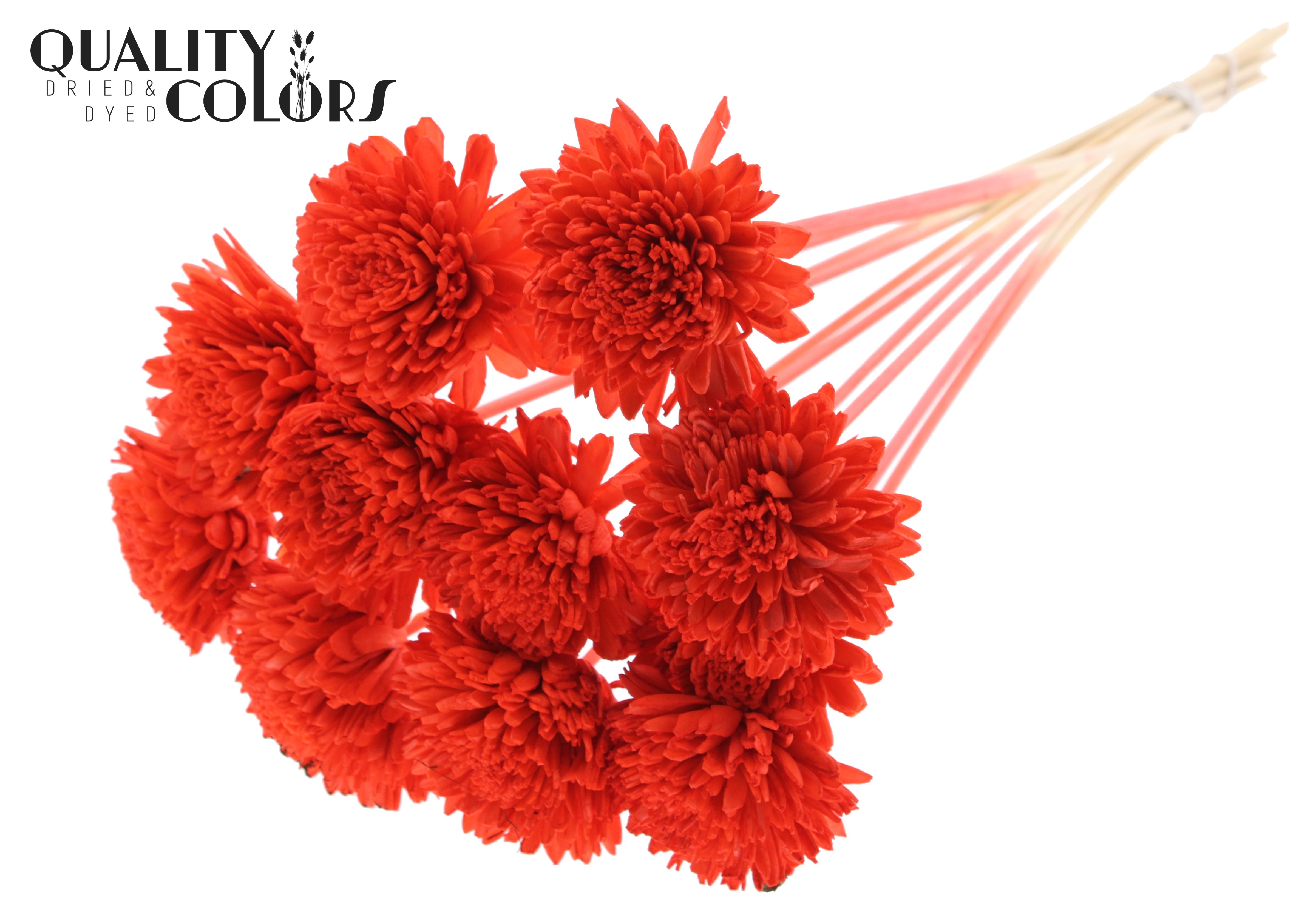 Shola Zinia Coral 50cm