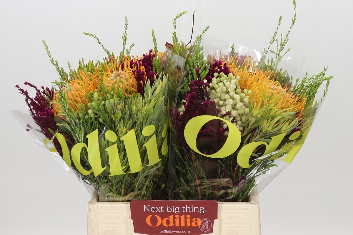 Bq Nutans Soleil 2 Flower