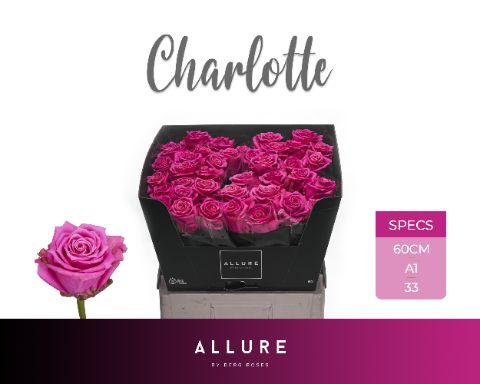 Rosa Tan Charlotte 60cm