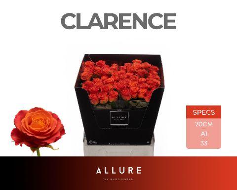 Rosa Clarence+ 70cm