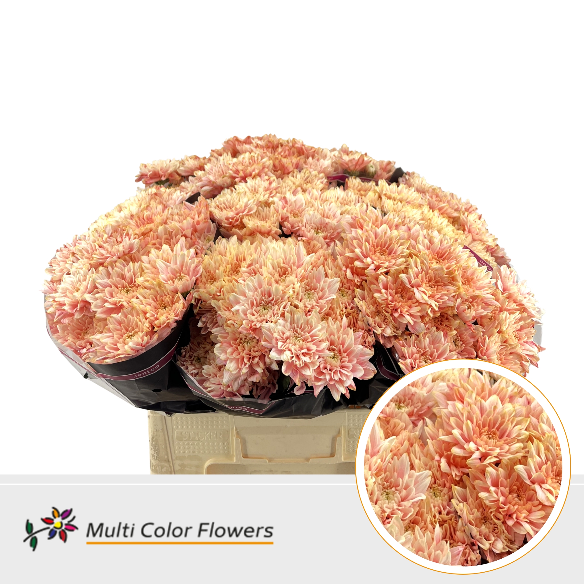 Chrysanth Spray Painted Baltica Soft Peach 60cm