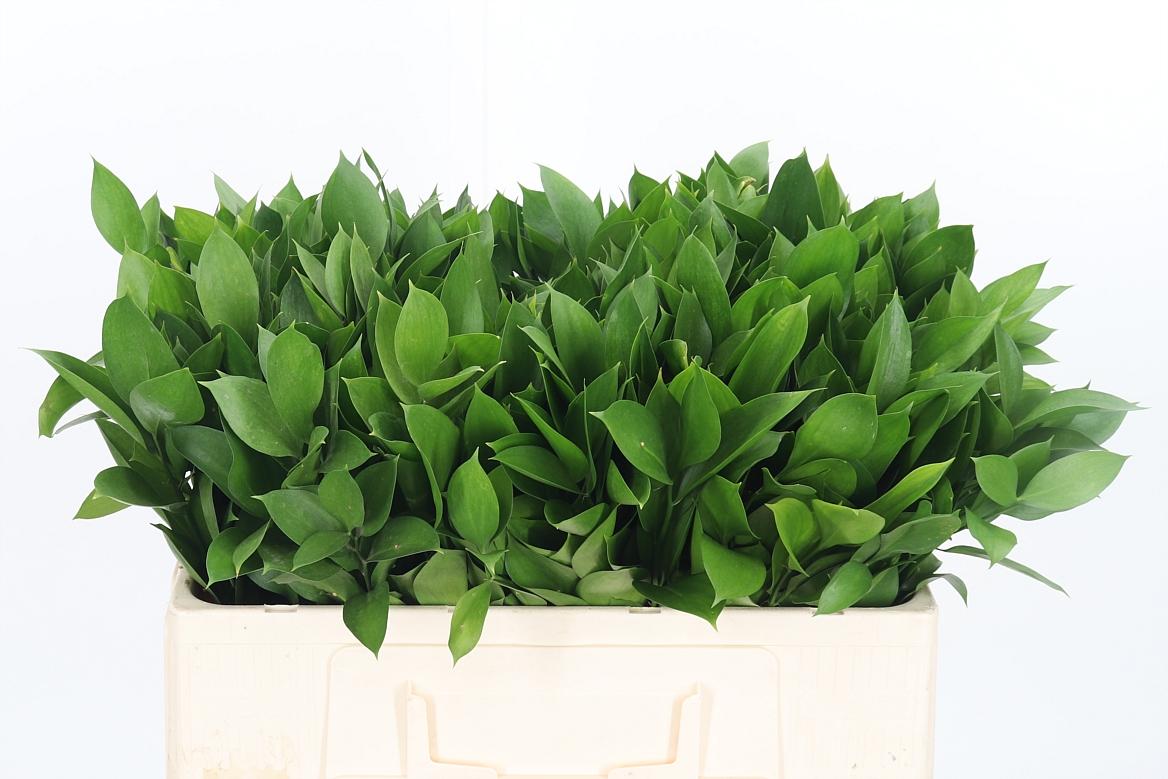 Ruscus