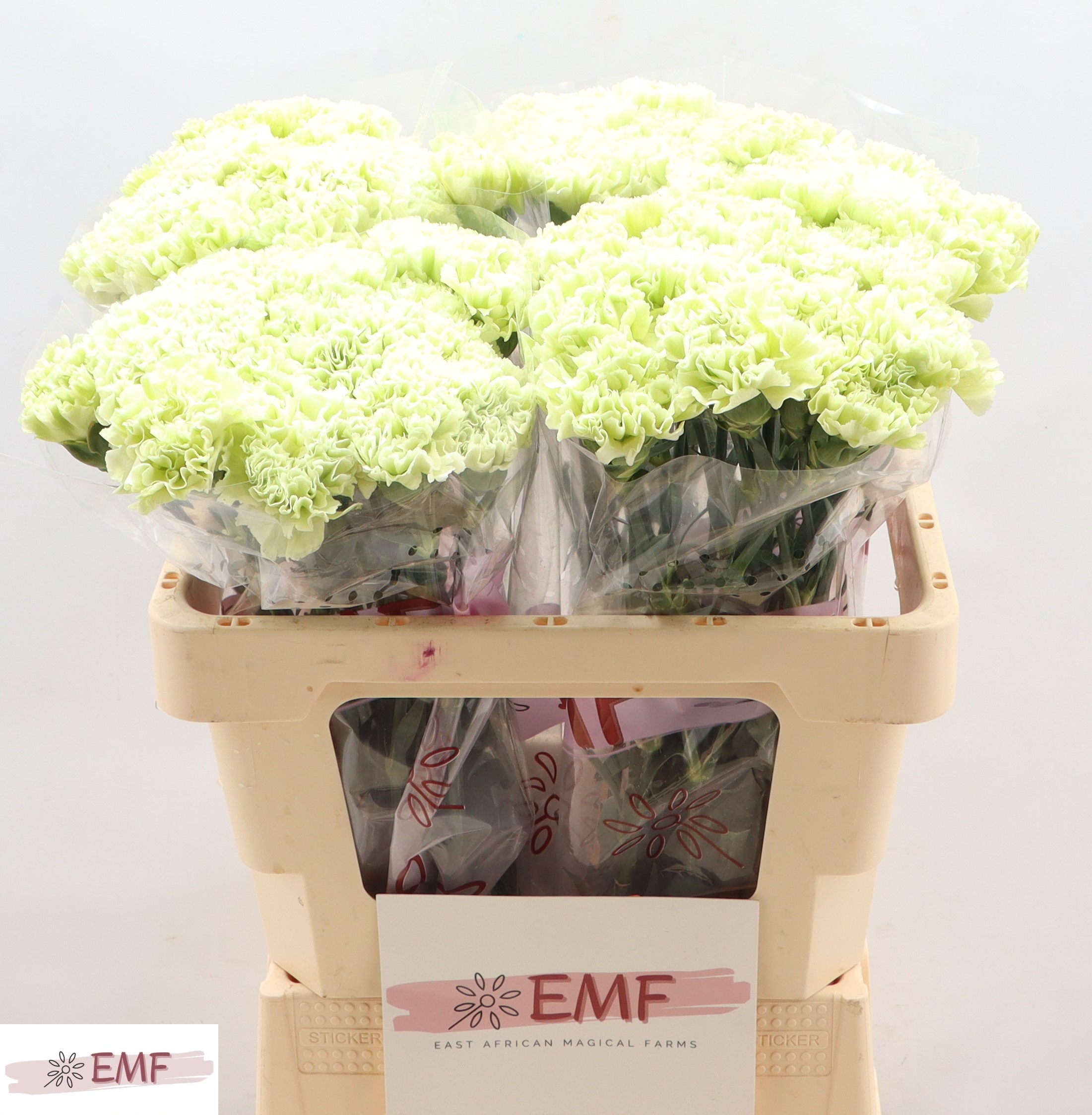 Dianthus Single Eternal Fairy+ 55cm