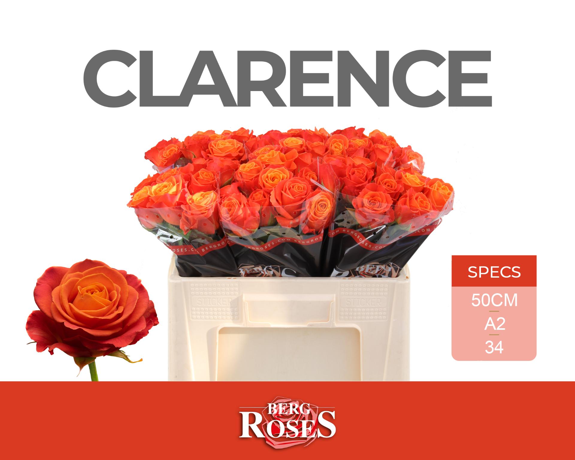 Rosa Clarence+ 50cm