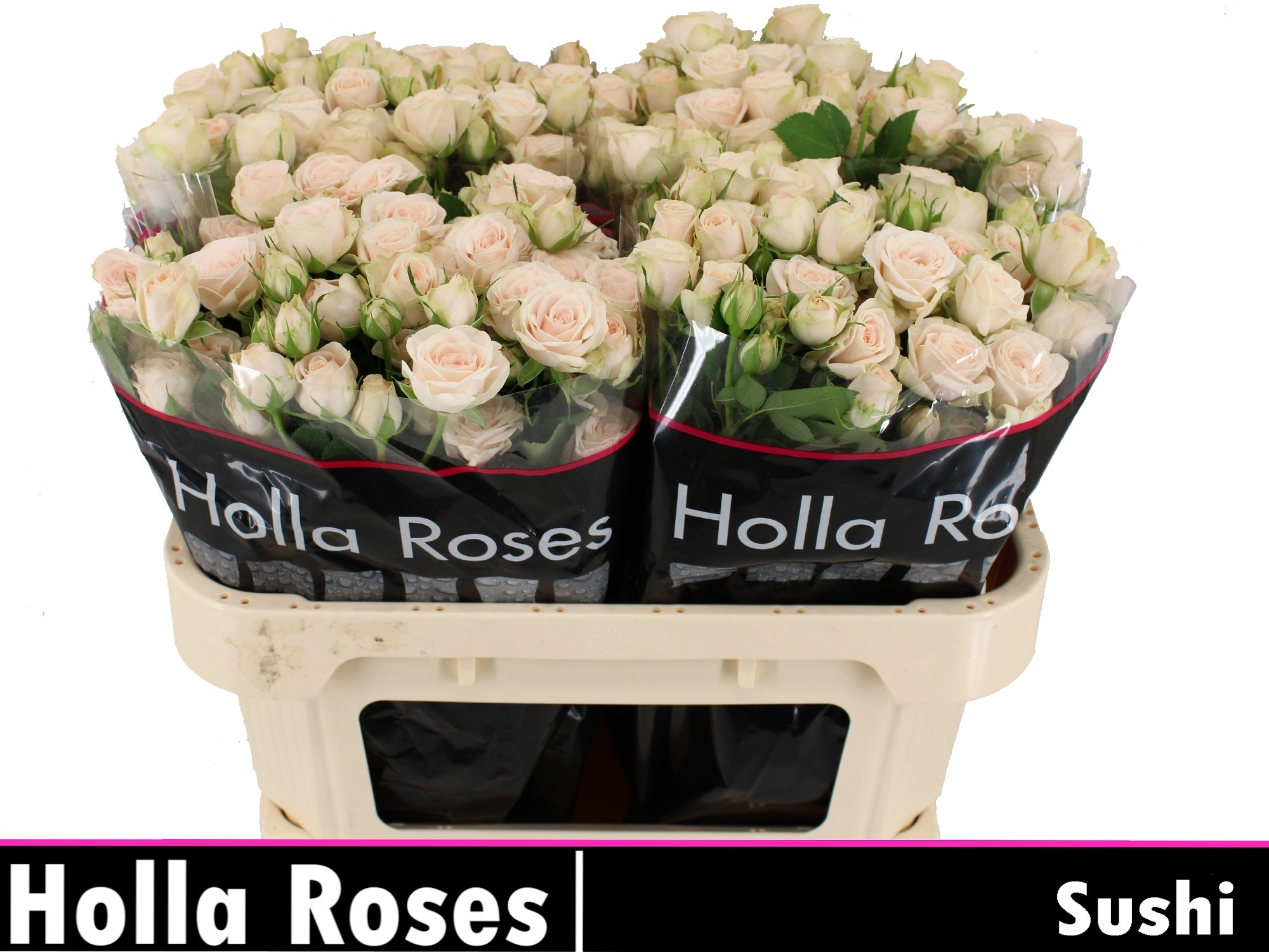 Rosa Spr Sushi 70cm
