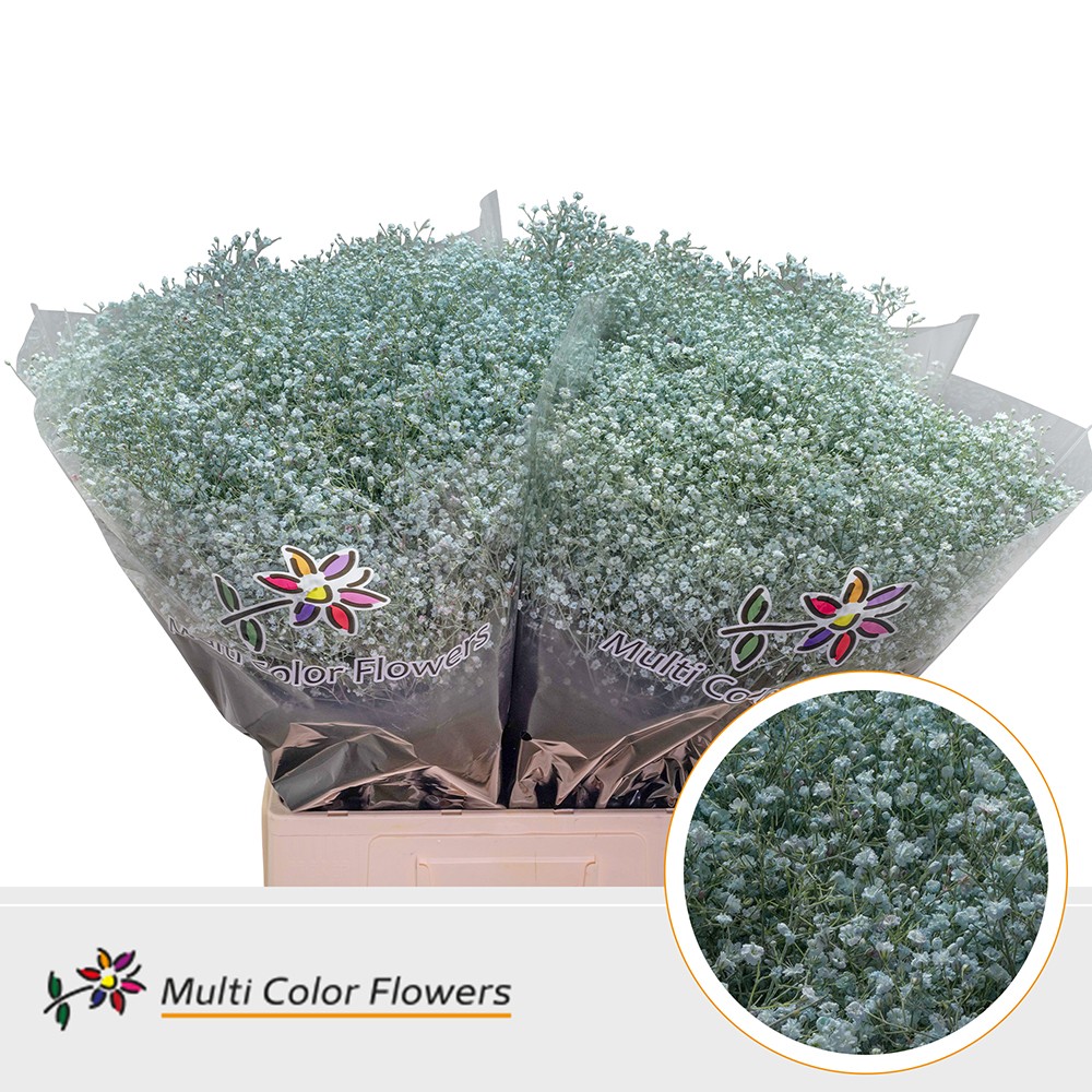 Gypsophila Painted Million Star Light Blue 70cm